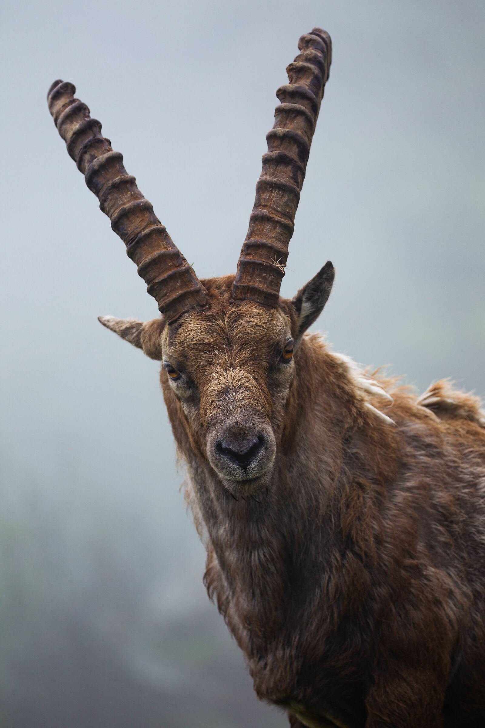 In mezzo alla nebbia!