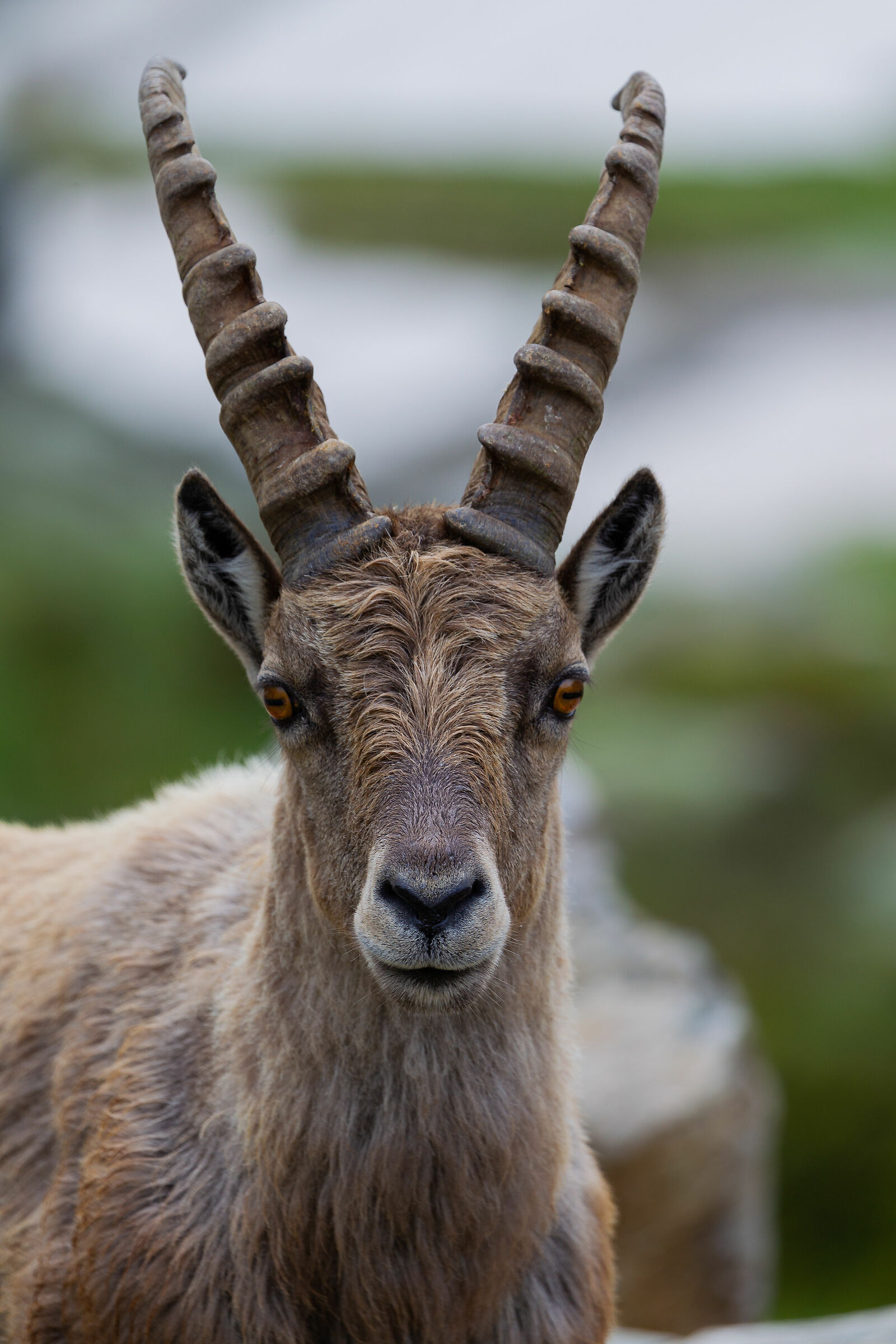 Giovanotto esuberante