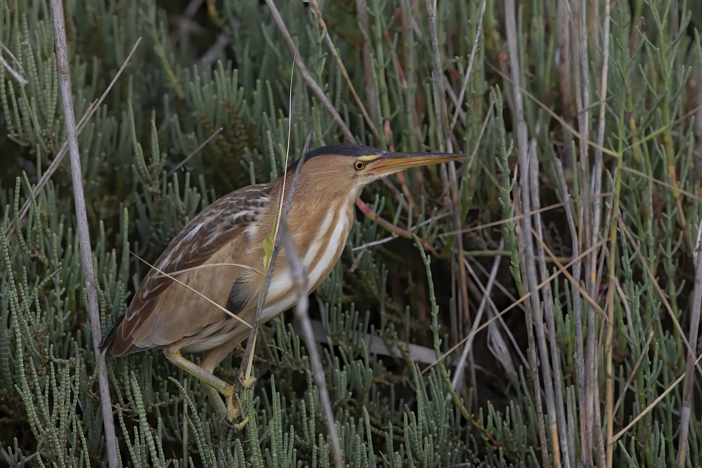 tarabusino, (ixobrychus minutus)
