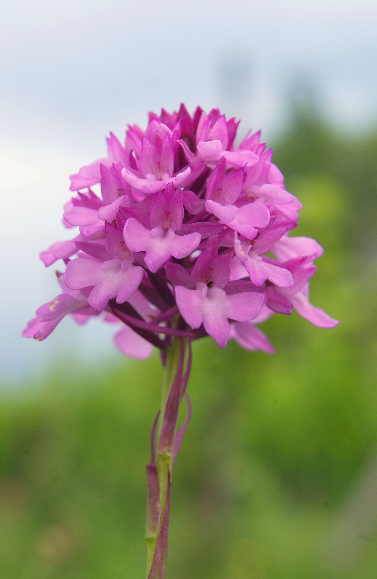 Anacamptis pyramidalis