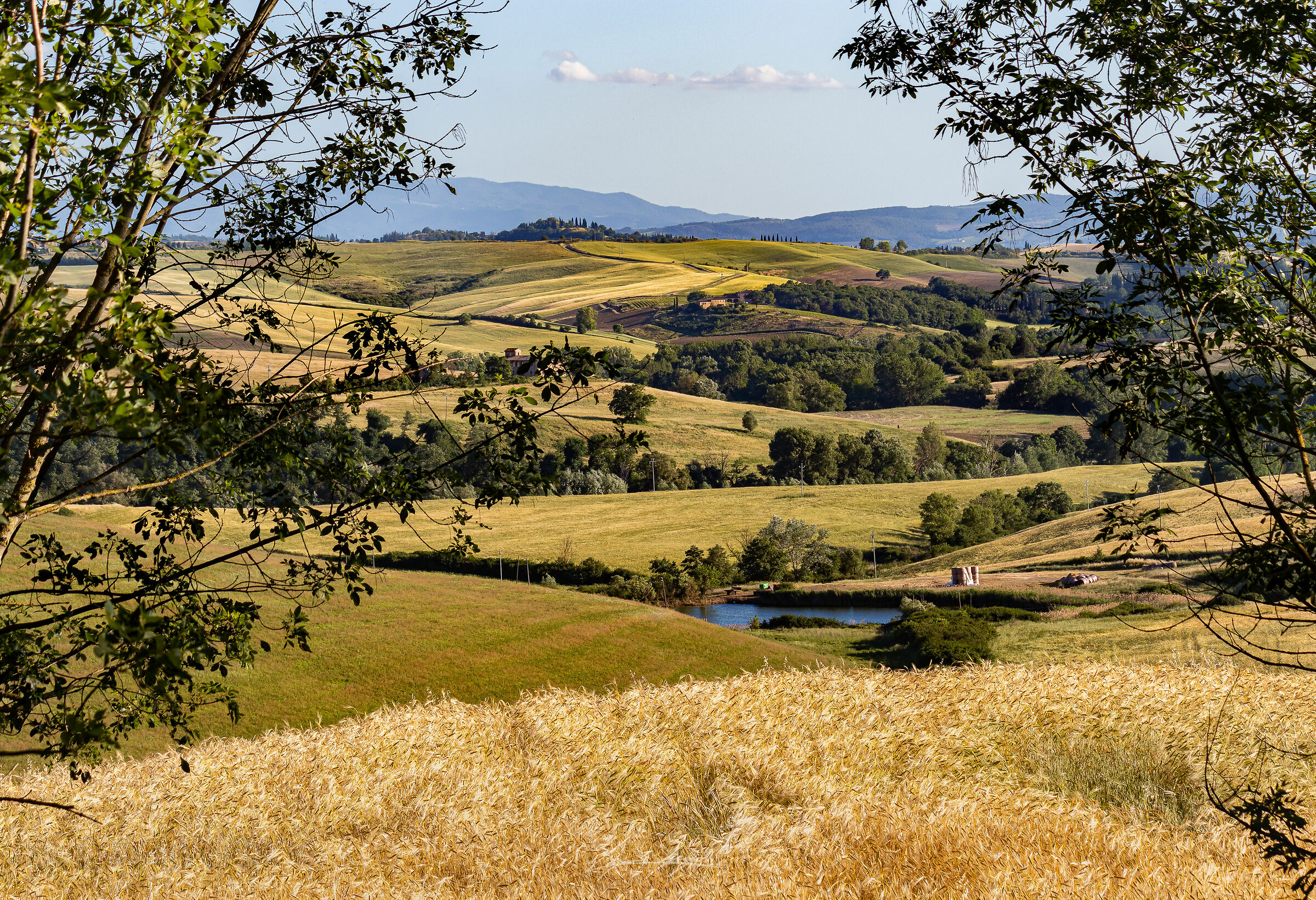 Colline Senesi