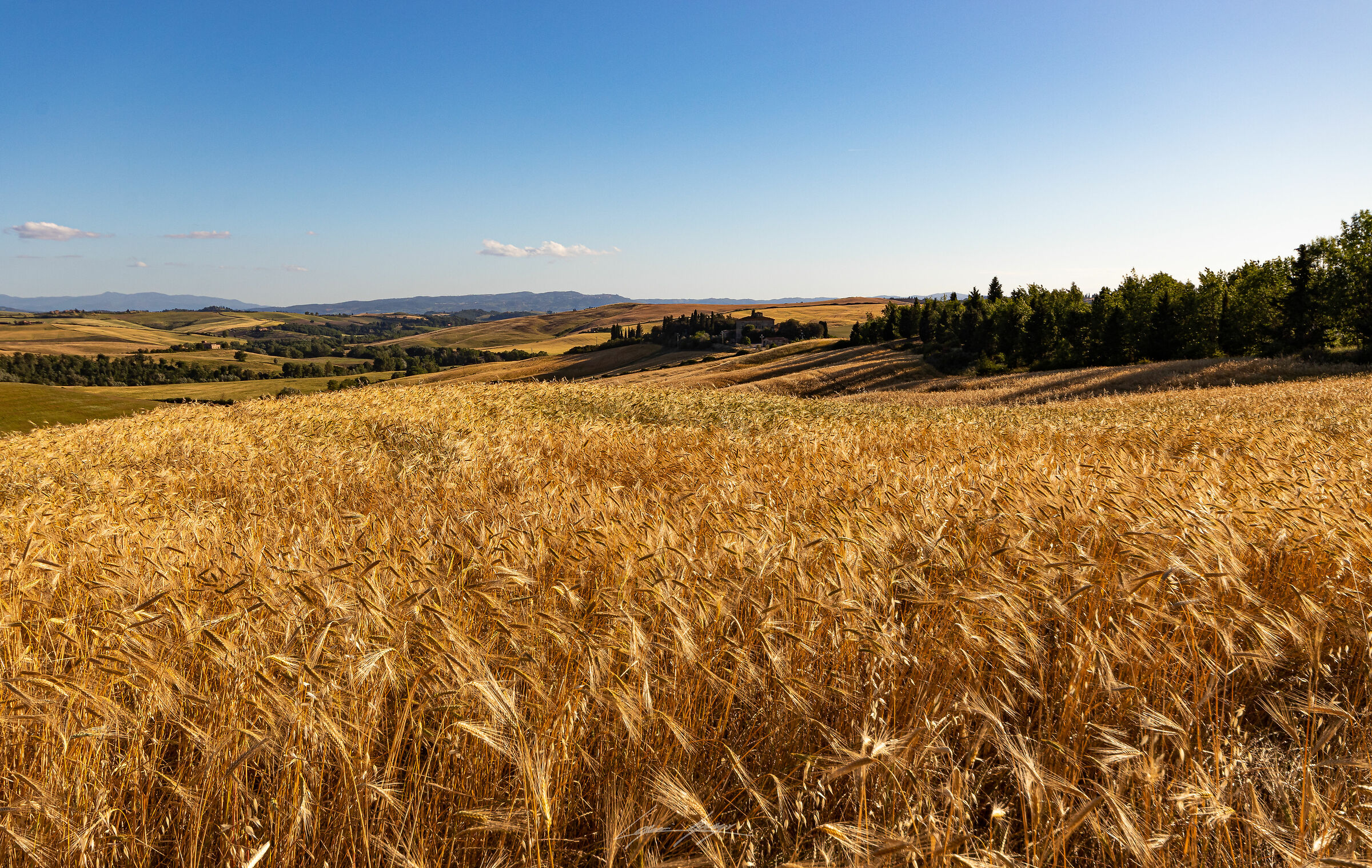 colline senesi 2