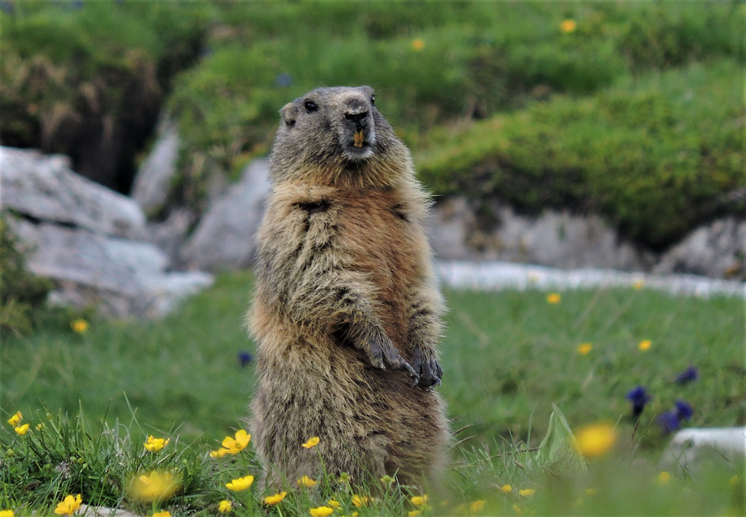 Marmot