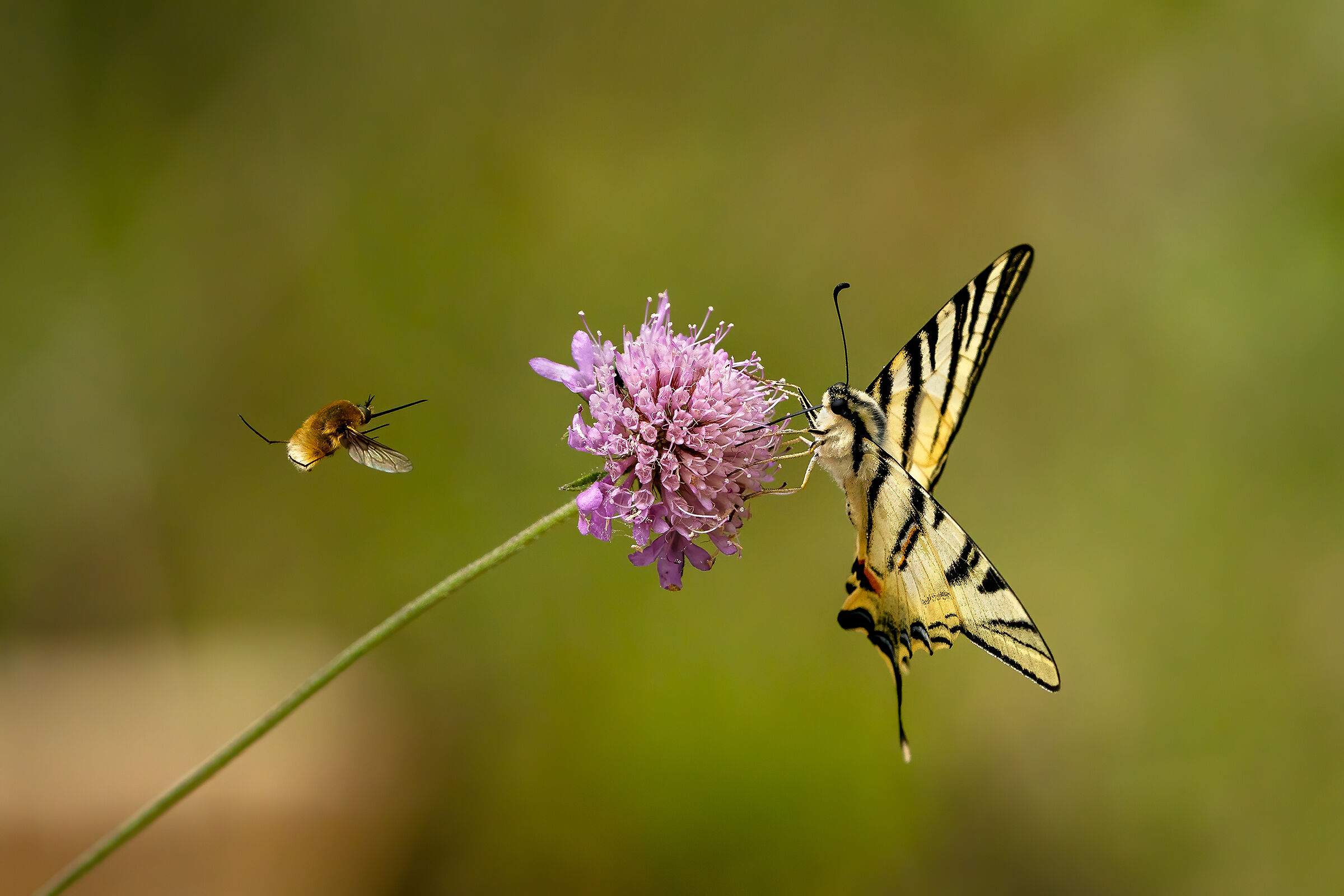 L'intruso - Podalirio e bombo(bombus pascuorum-operaia)