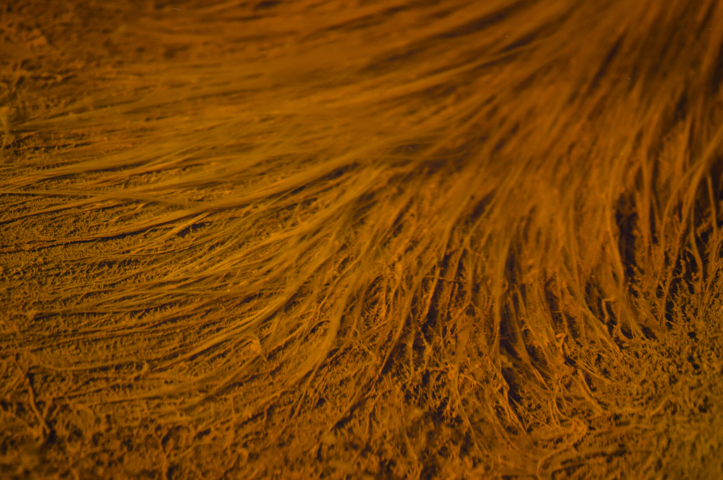 Orange Blod  - Rio Tinto