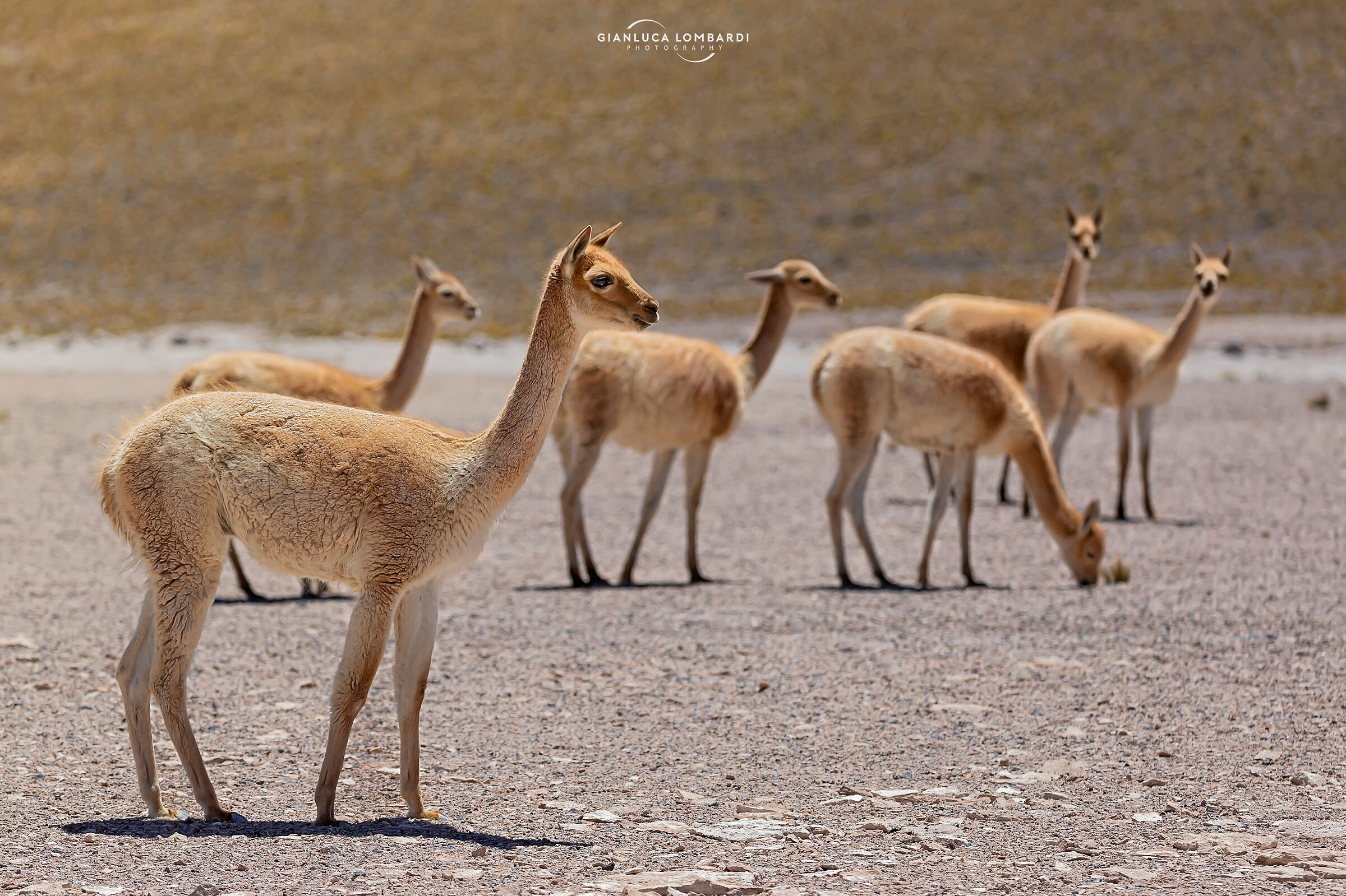 Vicuna vicuna in Atacama