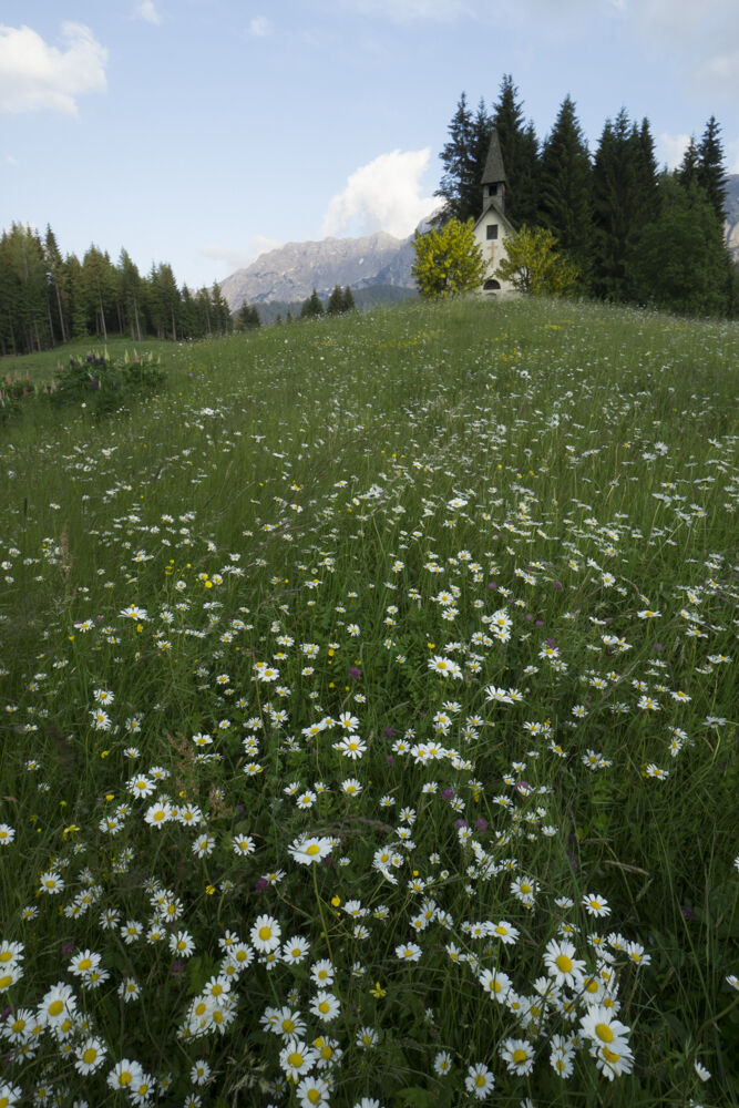 Fioriture a San Giovanni