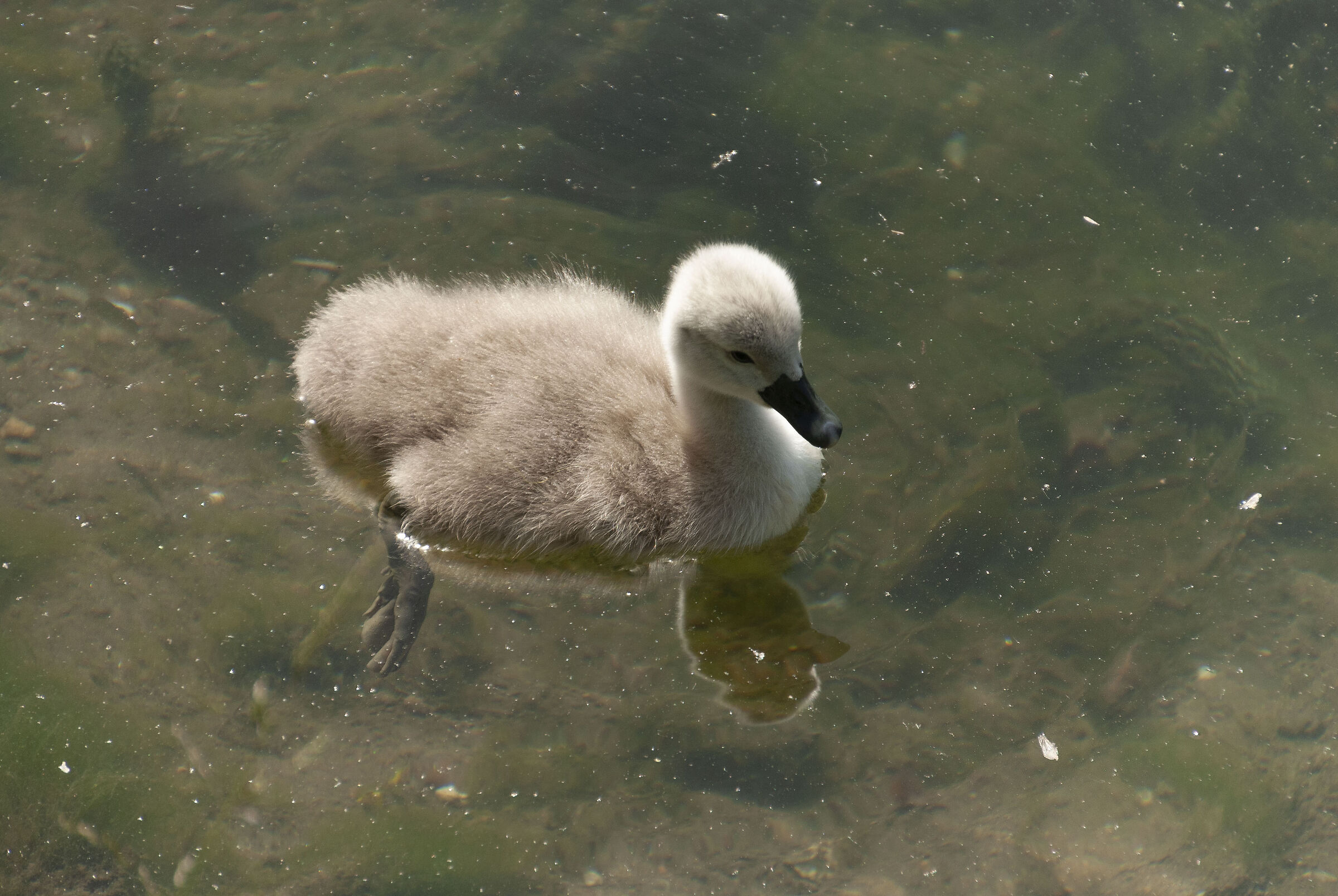 Piccolo cigno