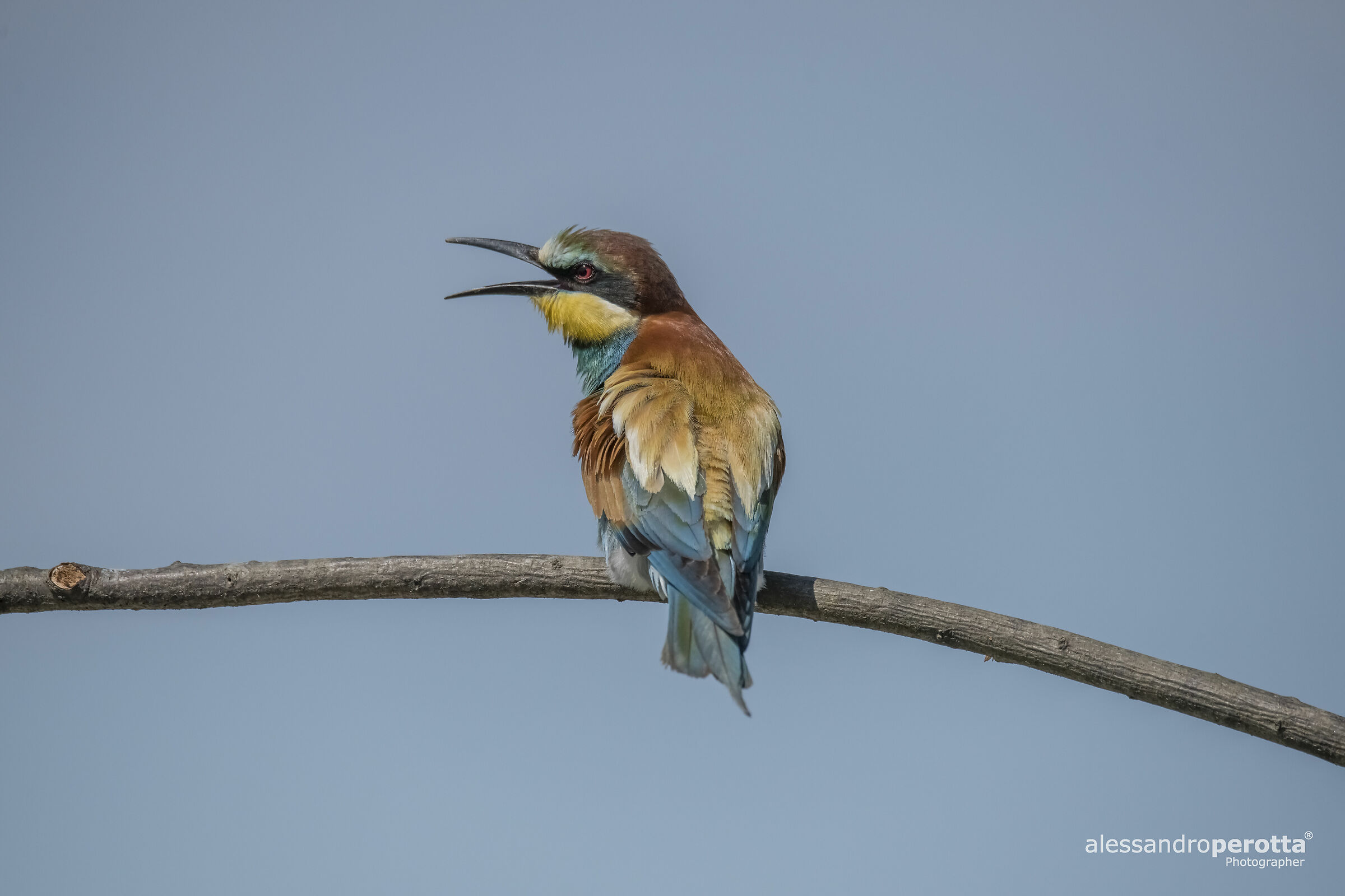 Merops apiaster