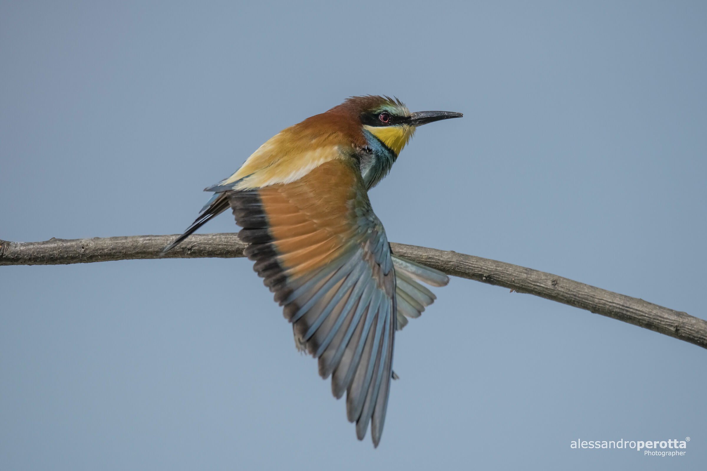 Merops apiaster