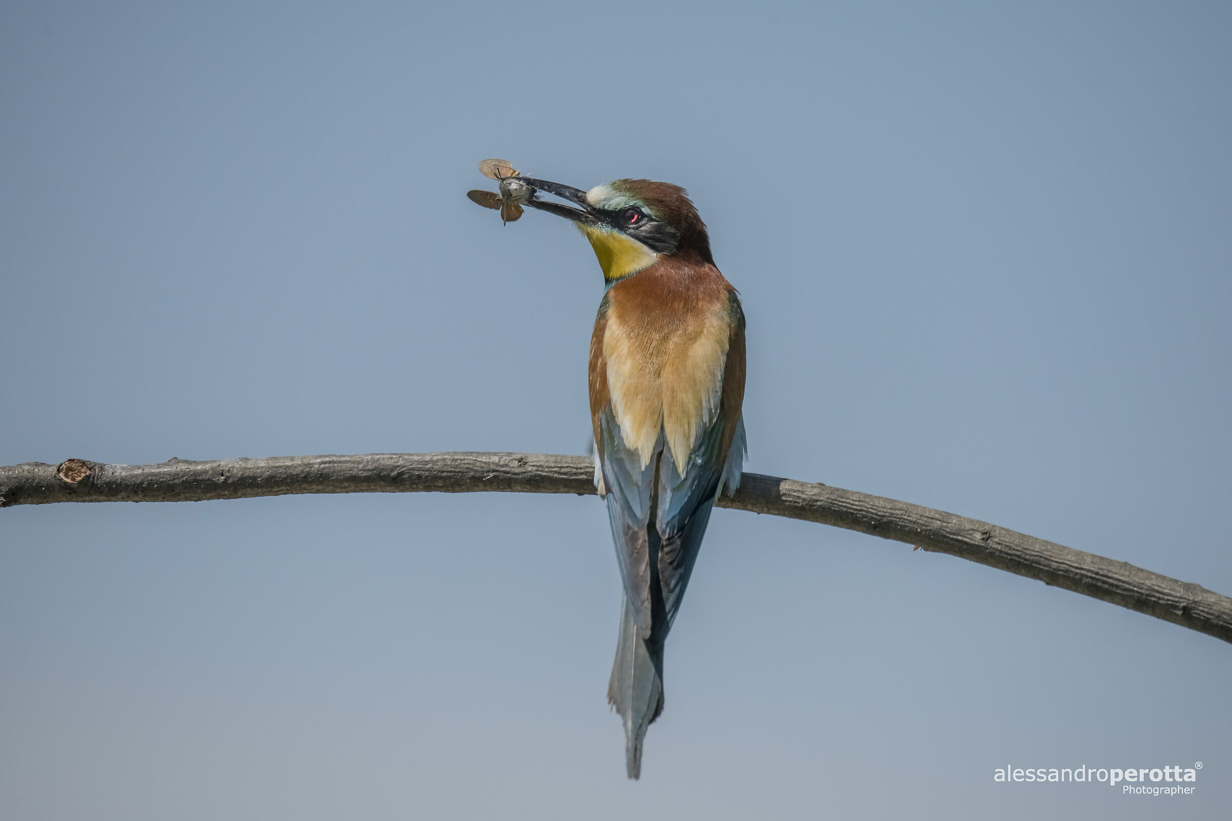 Merops apiaster
