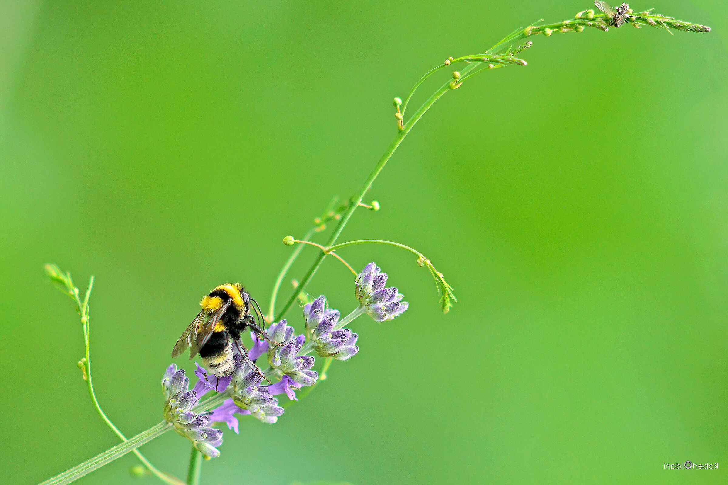 Lavender