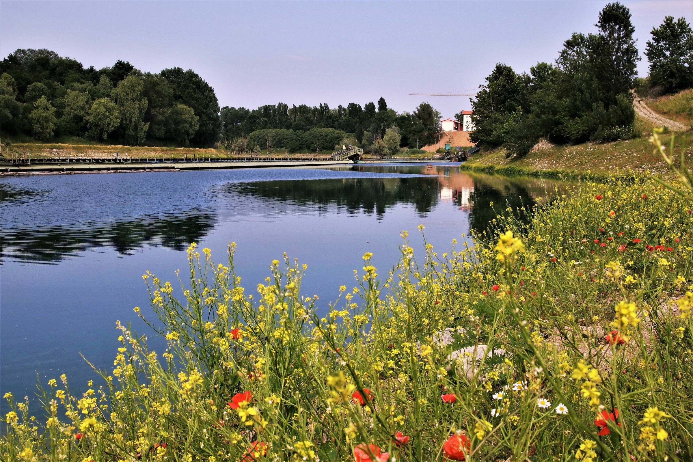 " Fiori nella Cava dismessa"