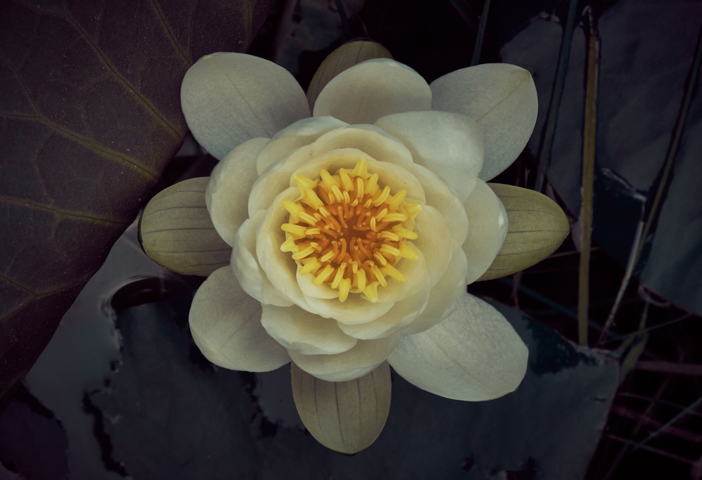 Water lily 1