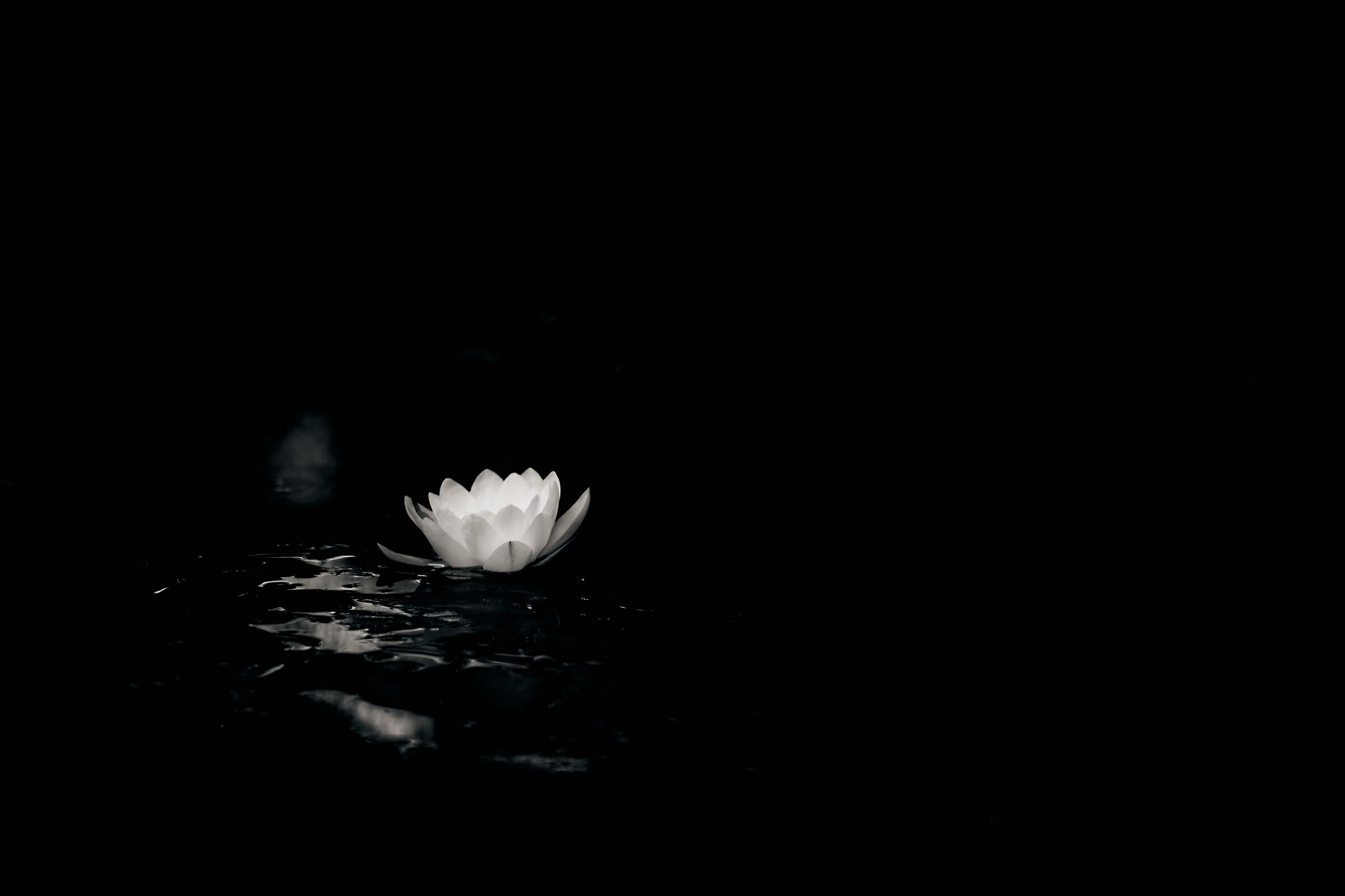 Minimal water lily