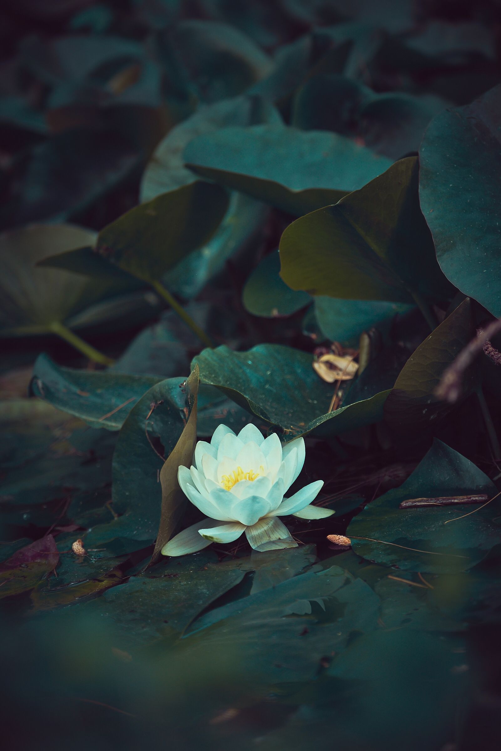 Water lily 2
