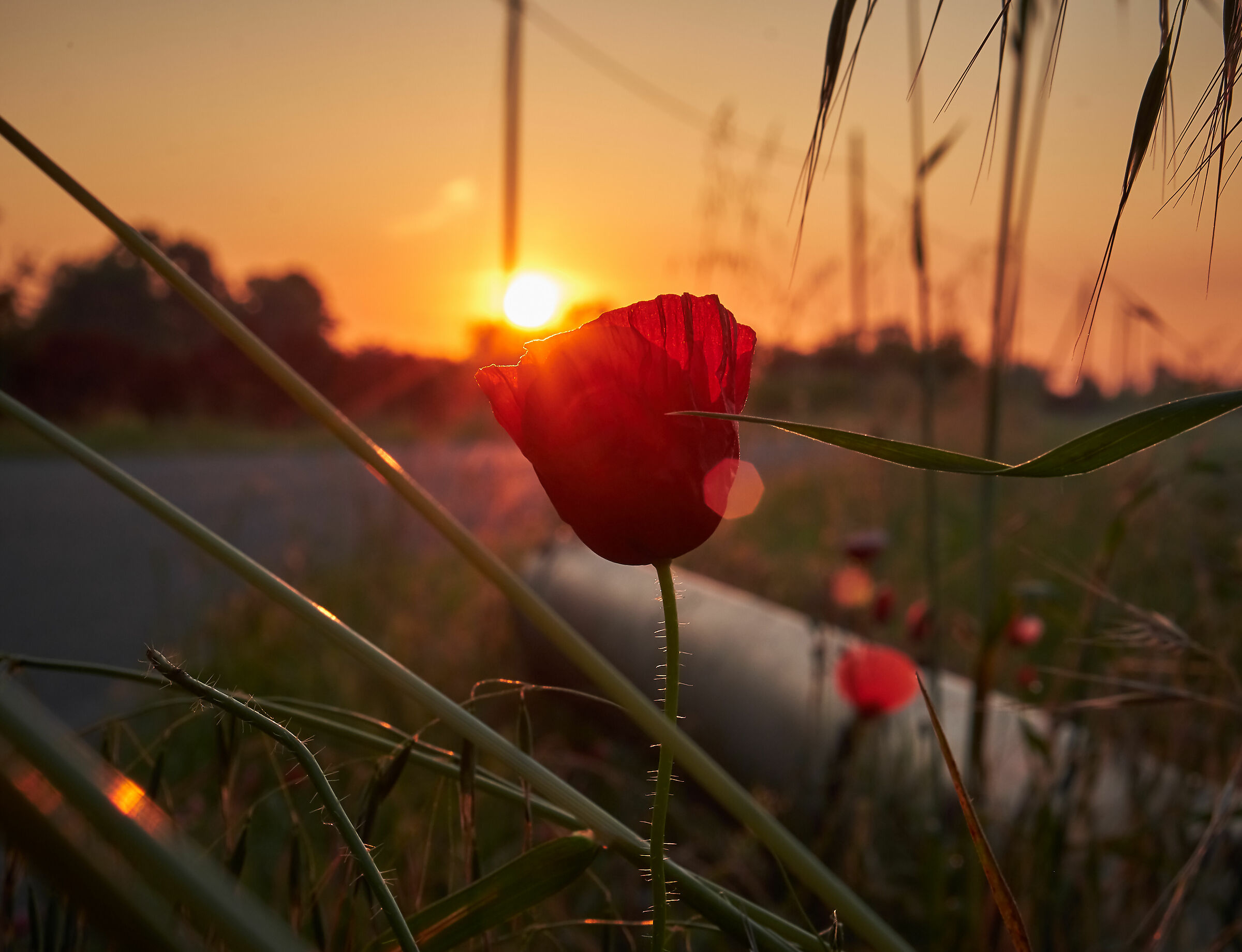 Poppy at dawn