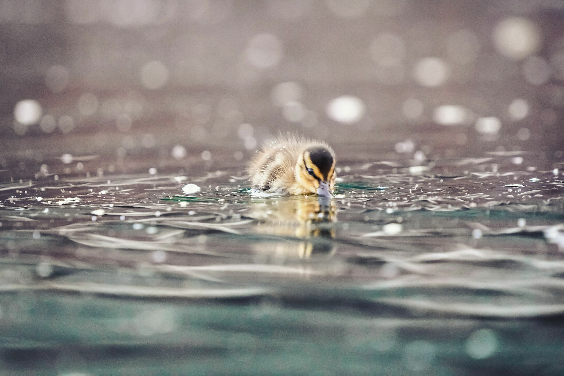 Ba dip them on the water