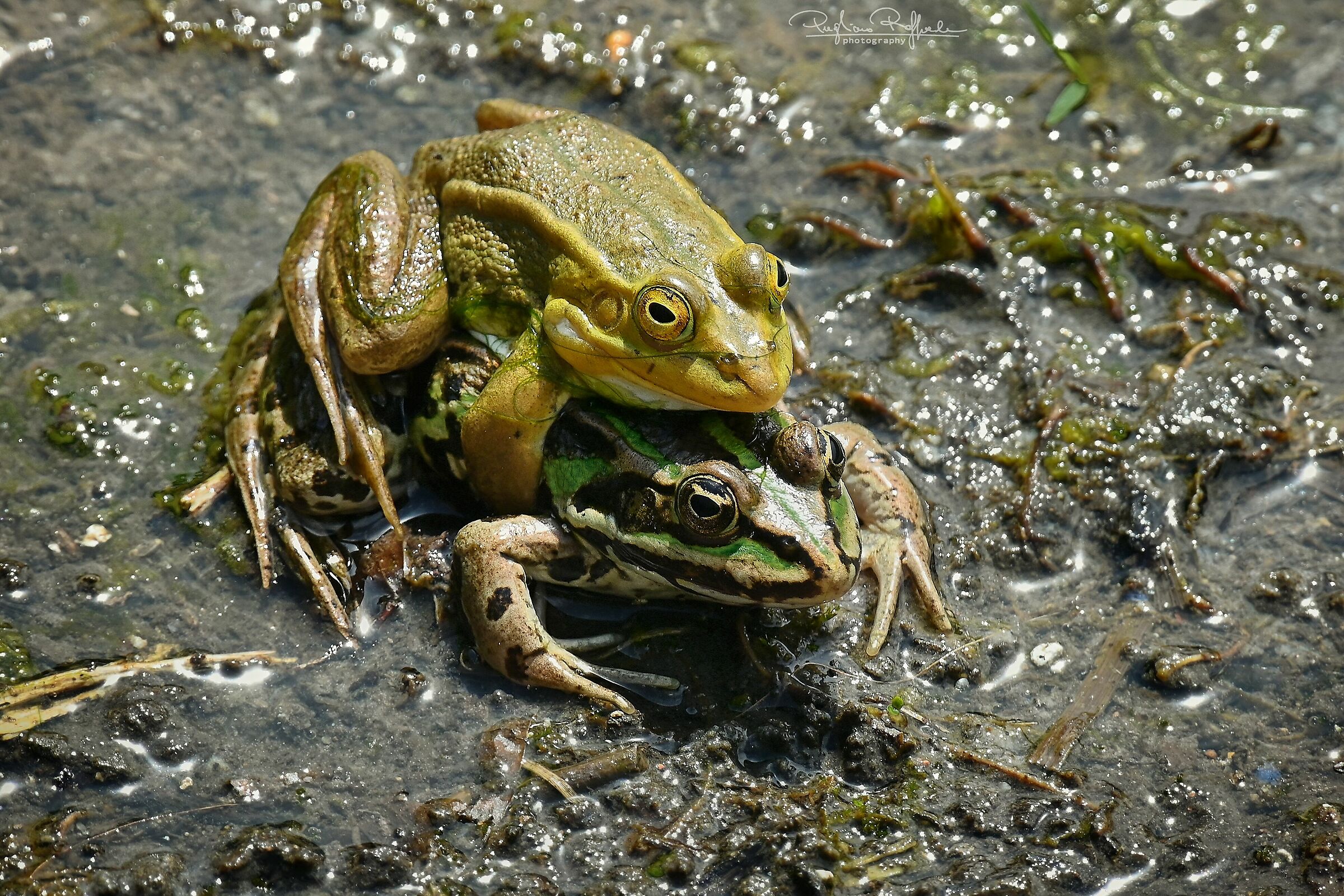 Frog Pair, New1001