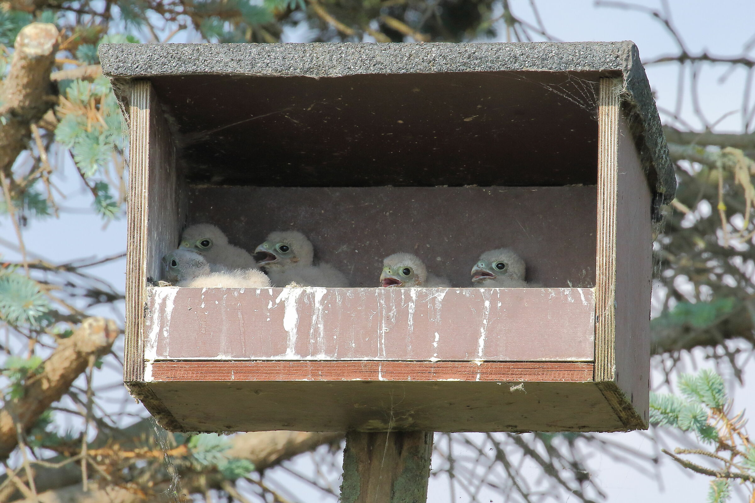 Nidiata di gheppio - 1