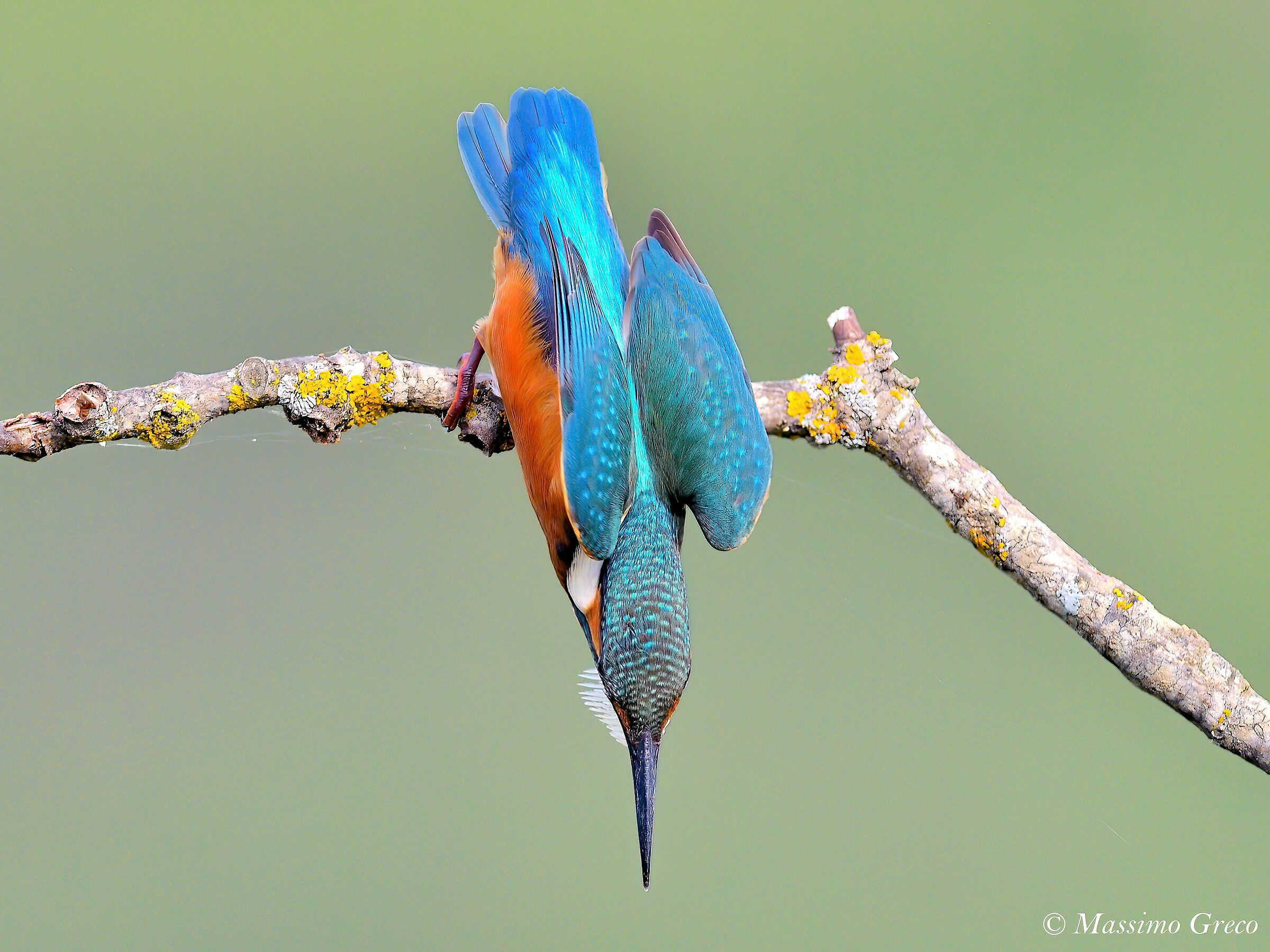 Martin pescatore In tuffo sulla preda