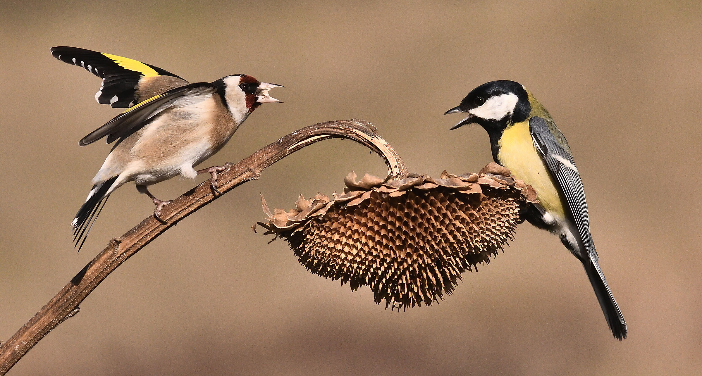 cardellino con cinciallegra