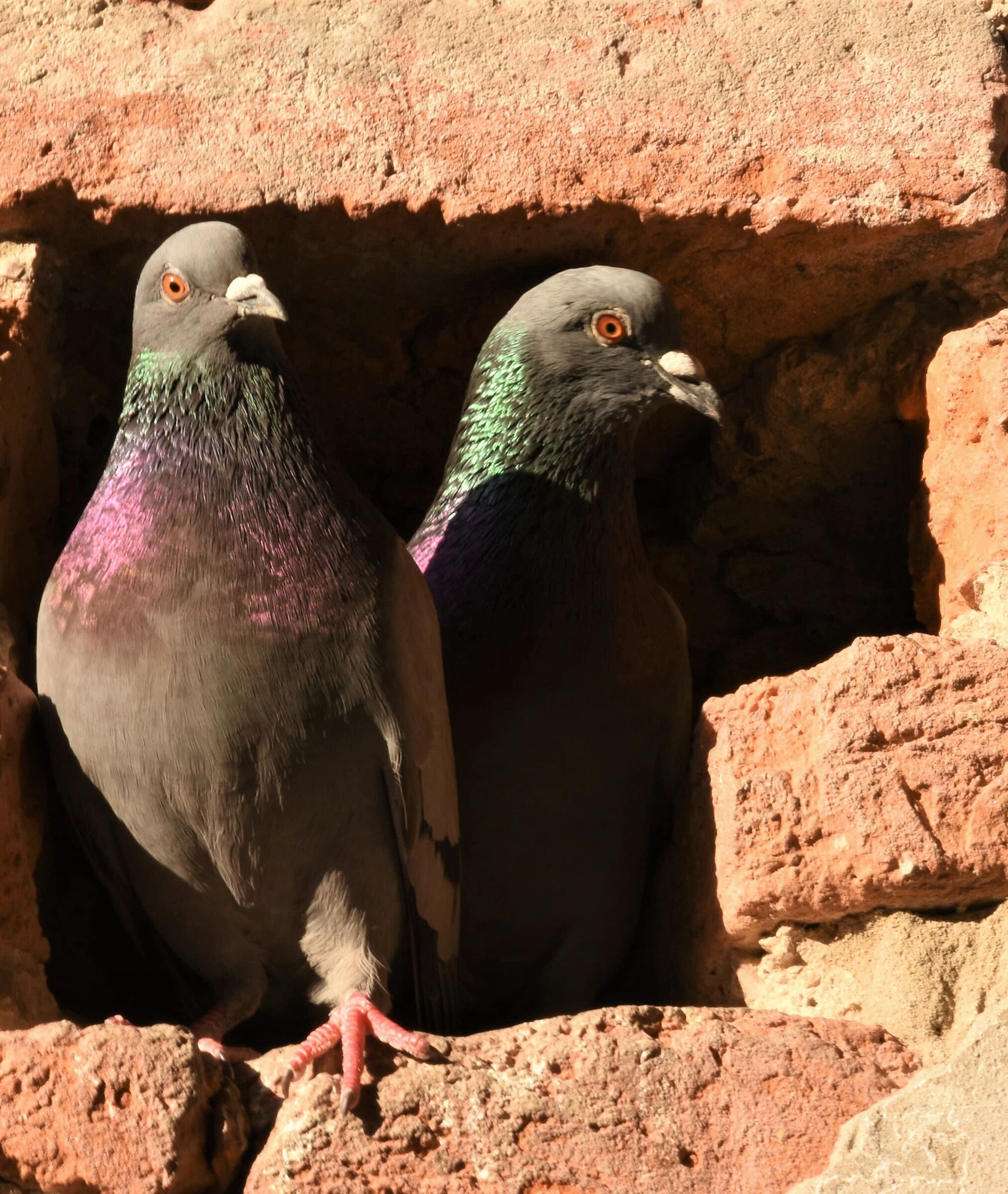 gli amanti di Roccabianca