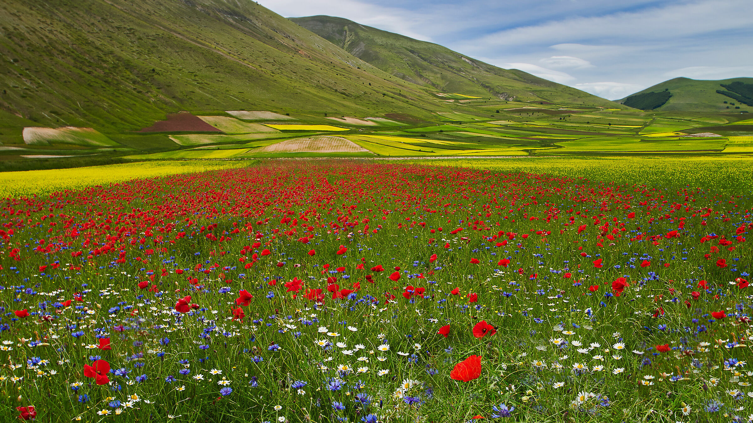 Flowering in The City of Norcia