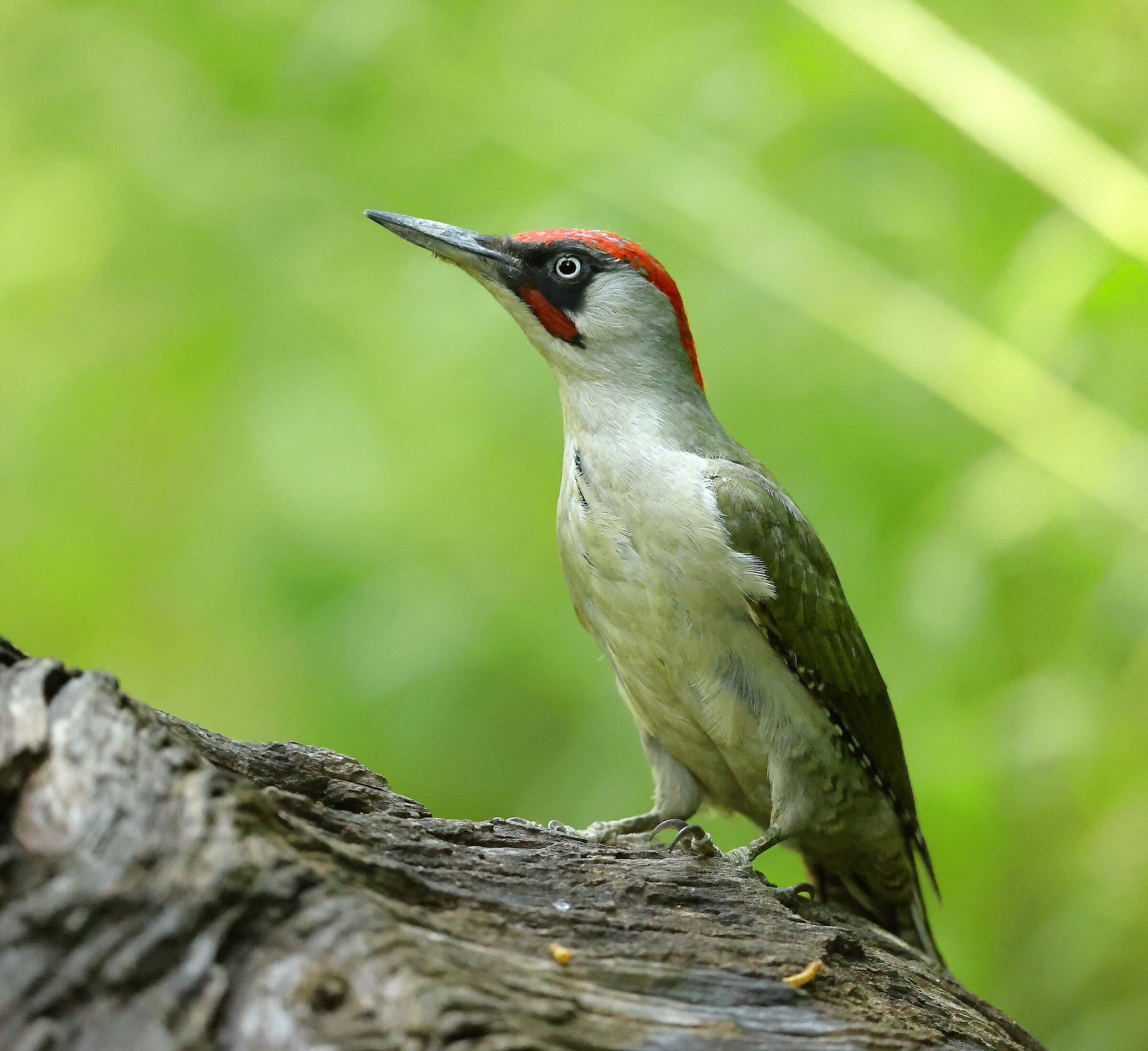 Picchio verde (Picus viridis)