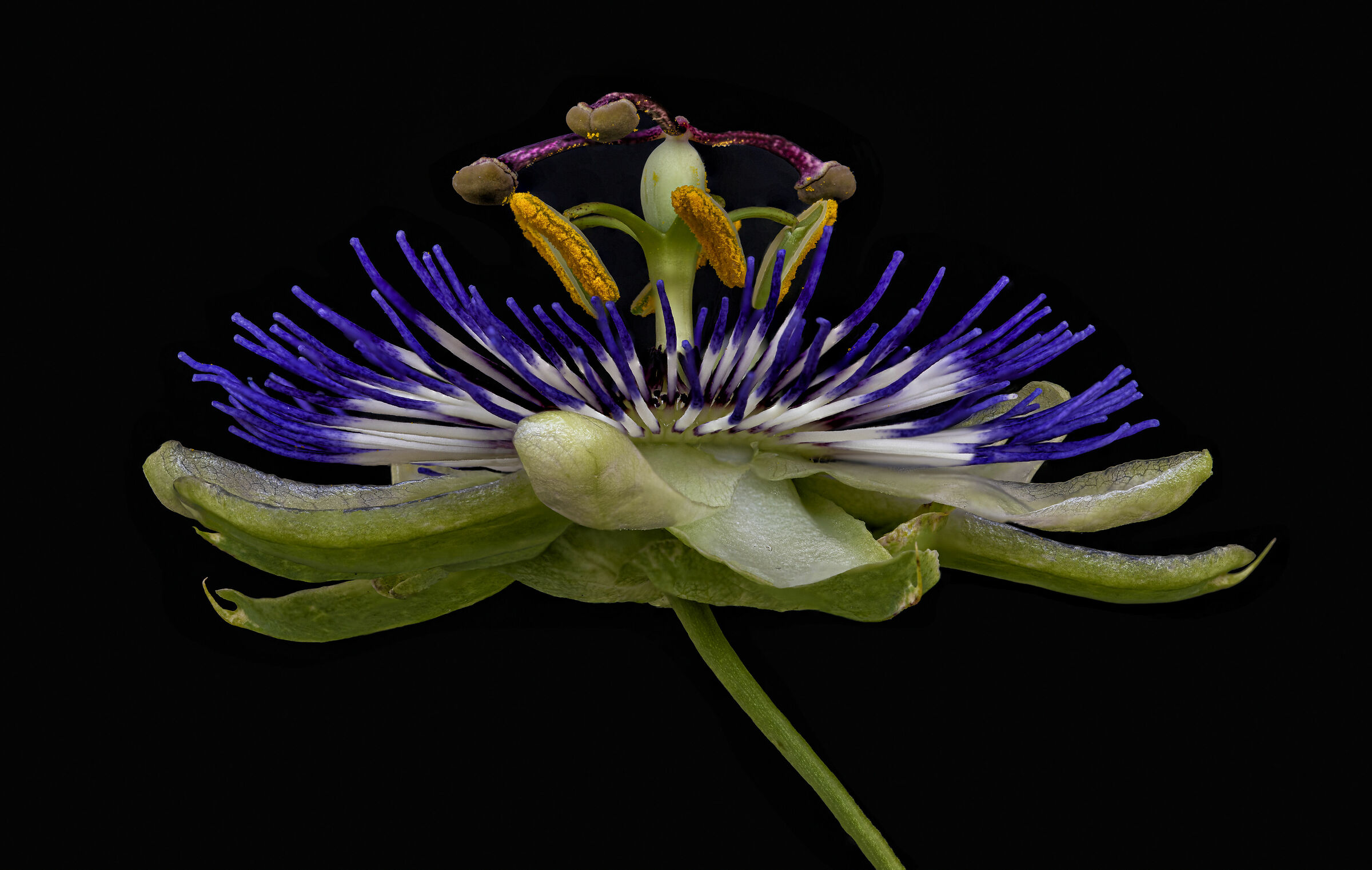 Passiflora
