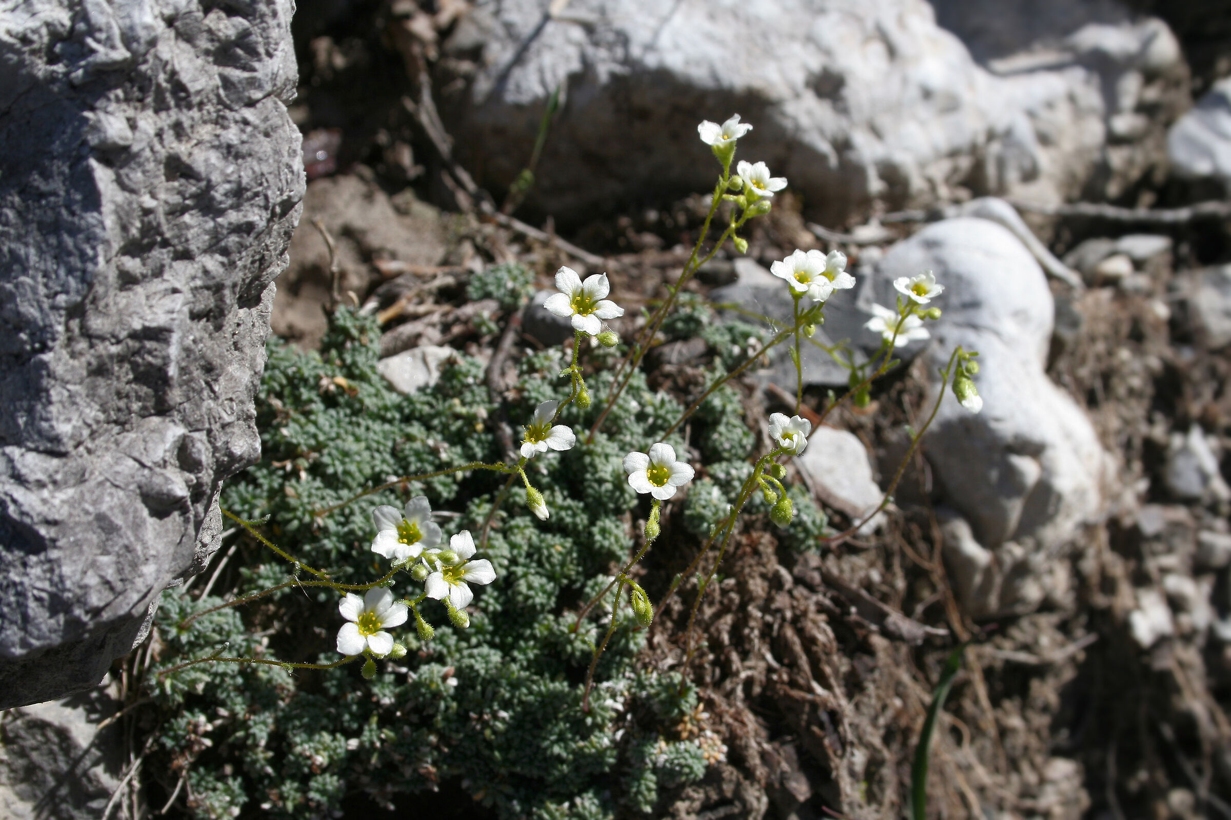 Little Alpine Flower