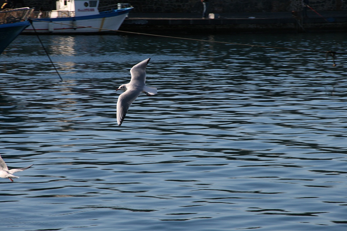 seagull in volo3