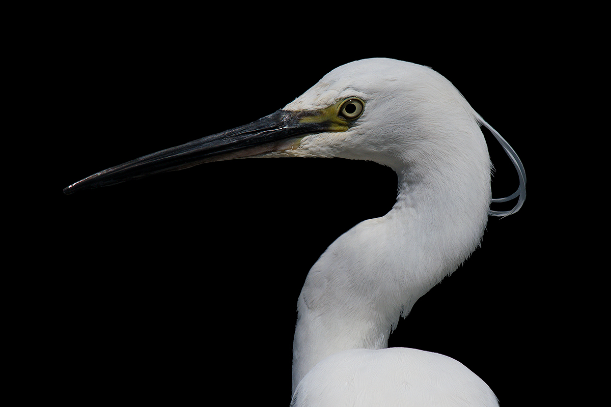 Portrait of Garzetta