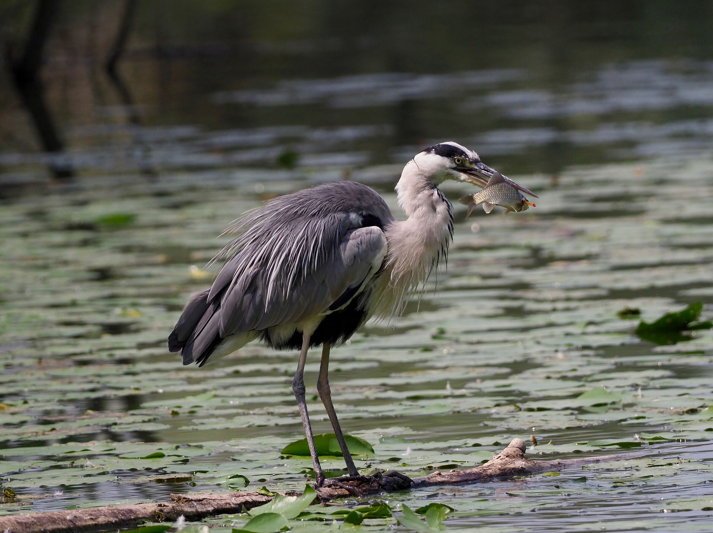 he has no escape anymore