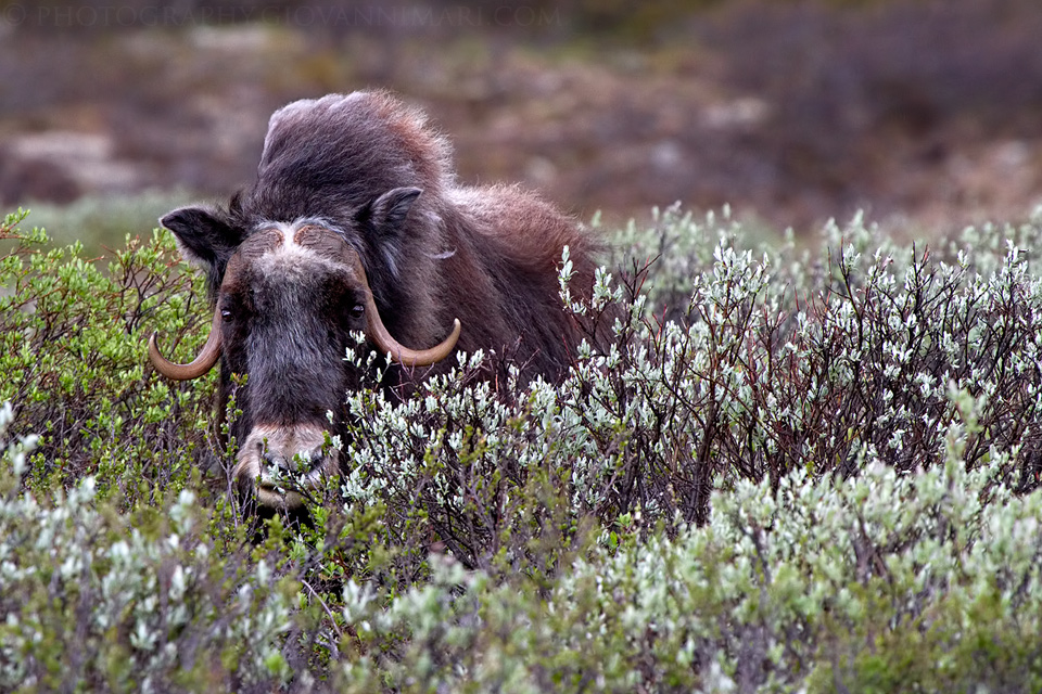 Lady Muskox