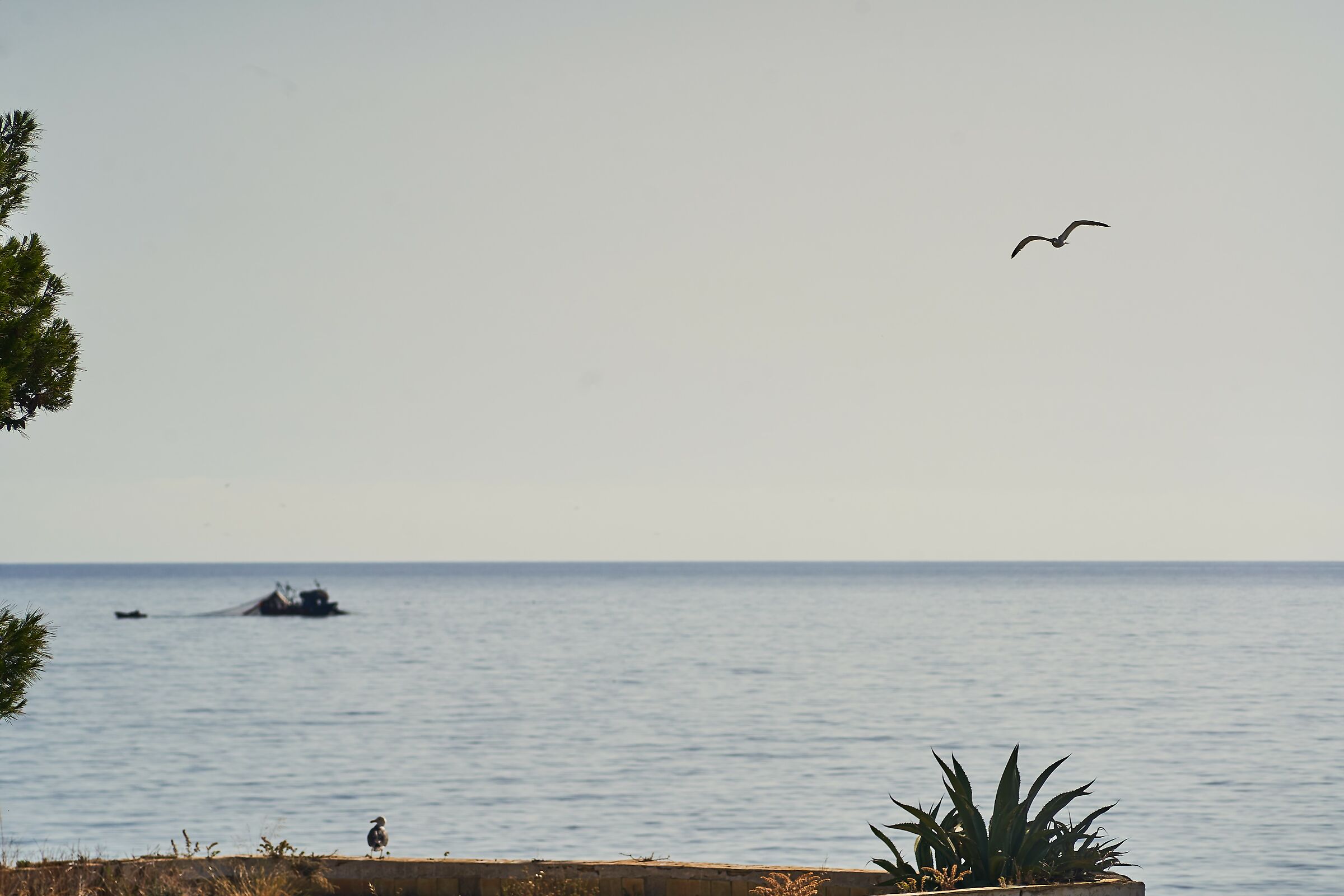 Porticello (la Crucicchia): Gabbiani