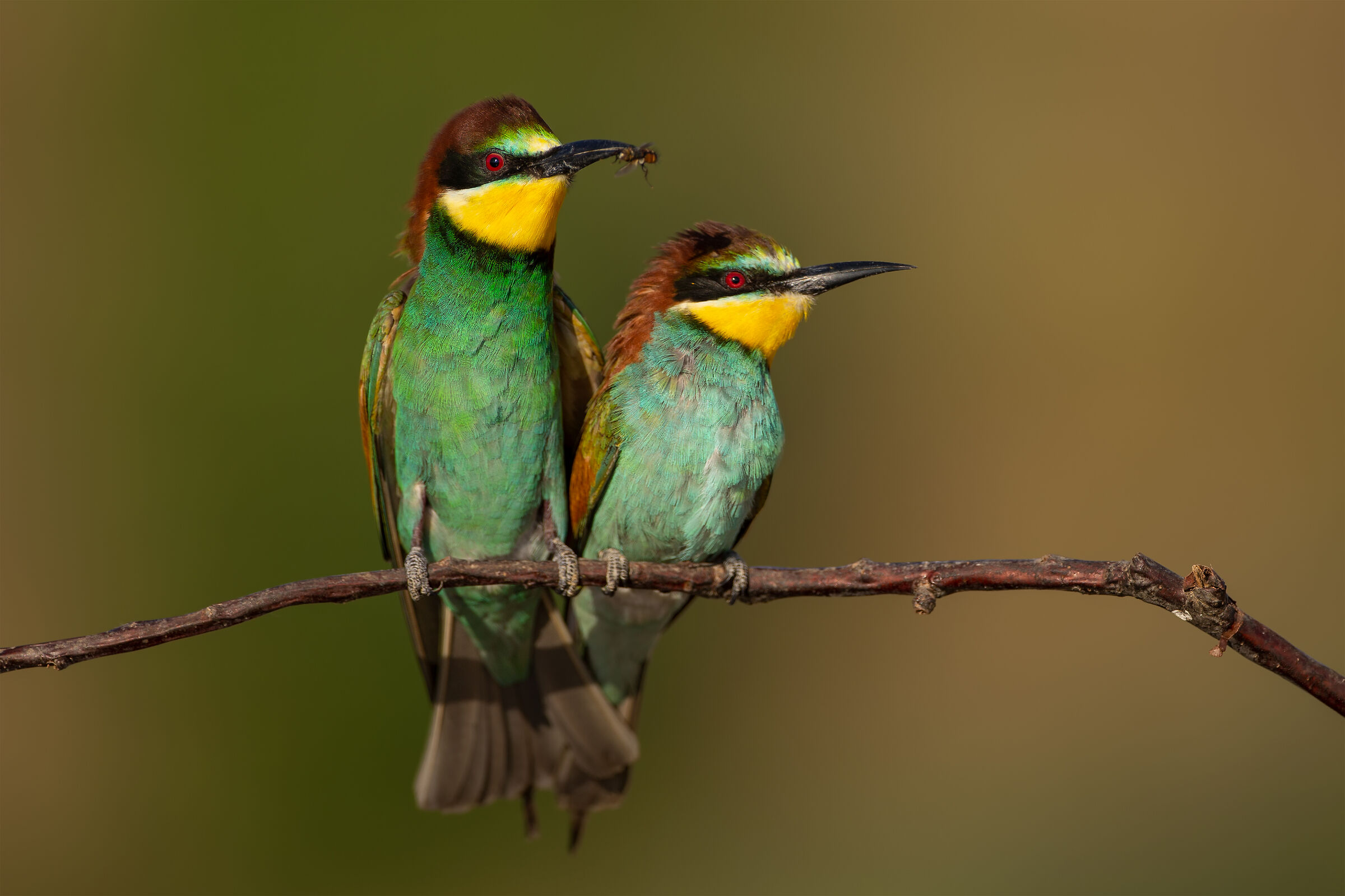 Merops apiaster (European bee-eater)