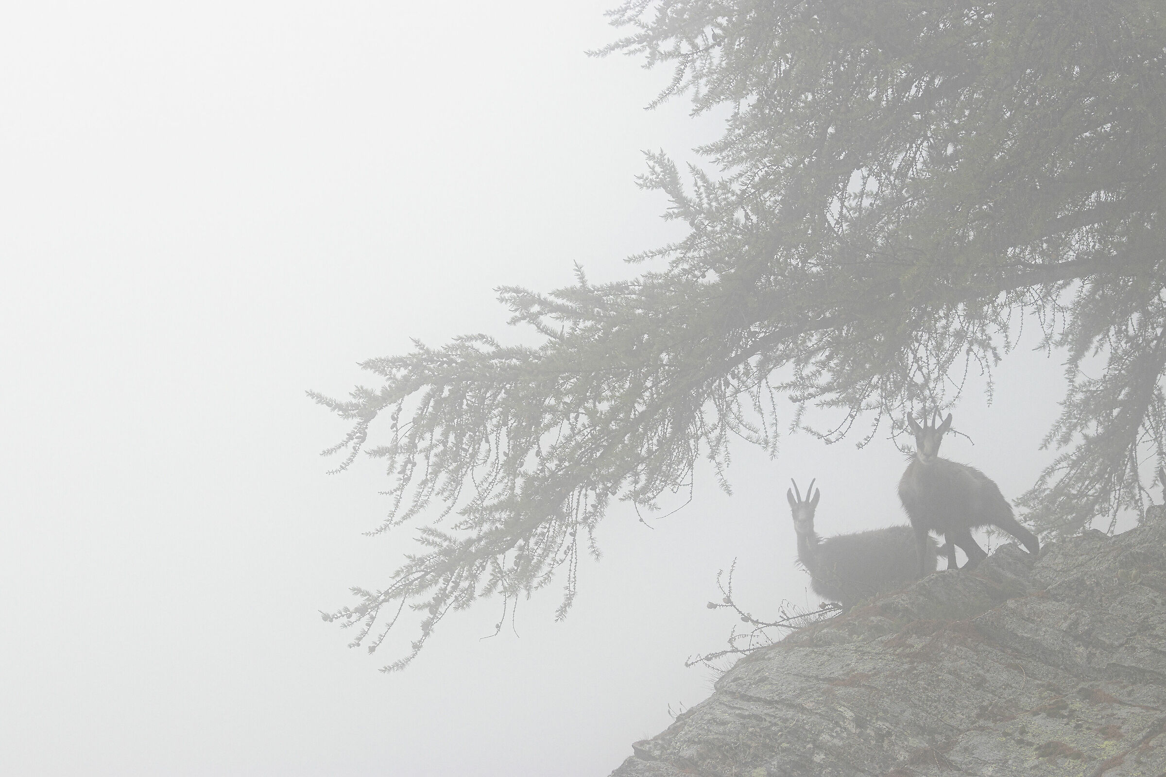 Sentinelle nella nebbia