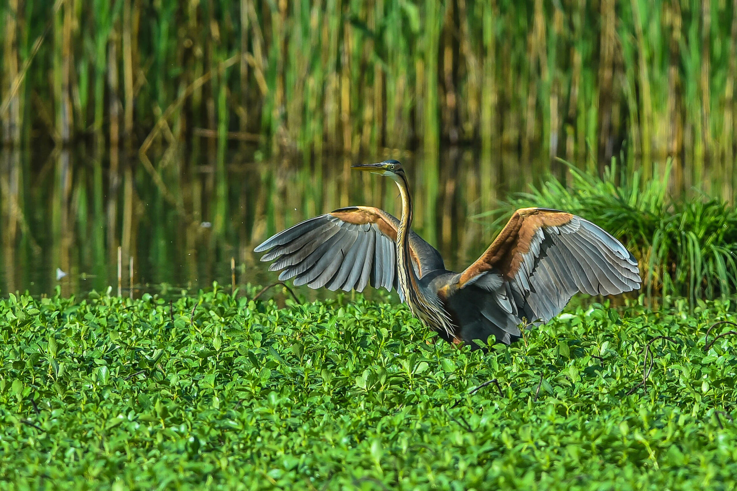 Red Heron