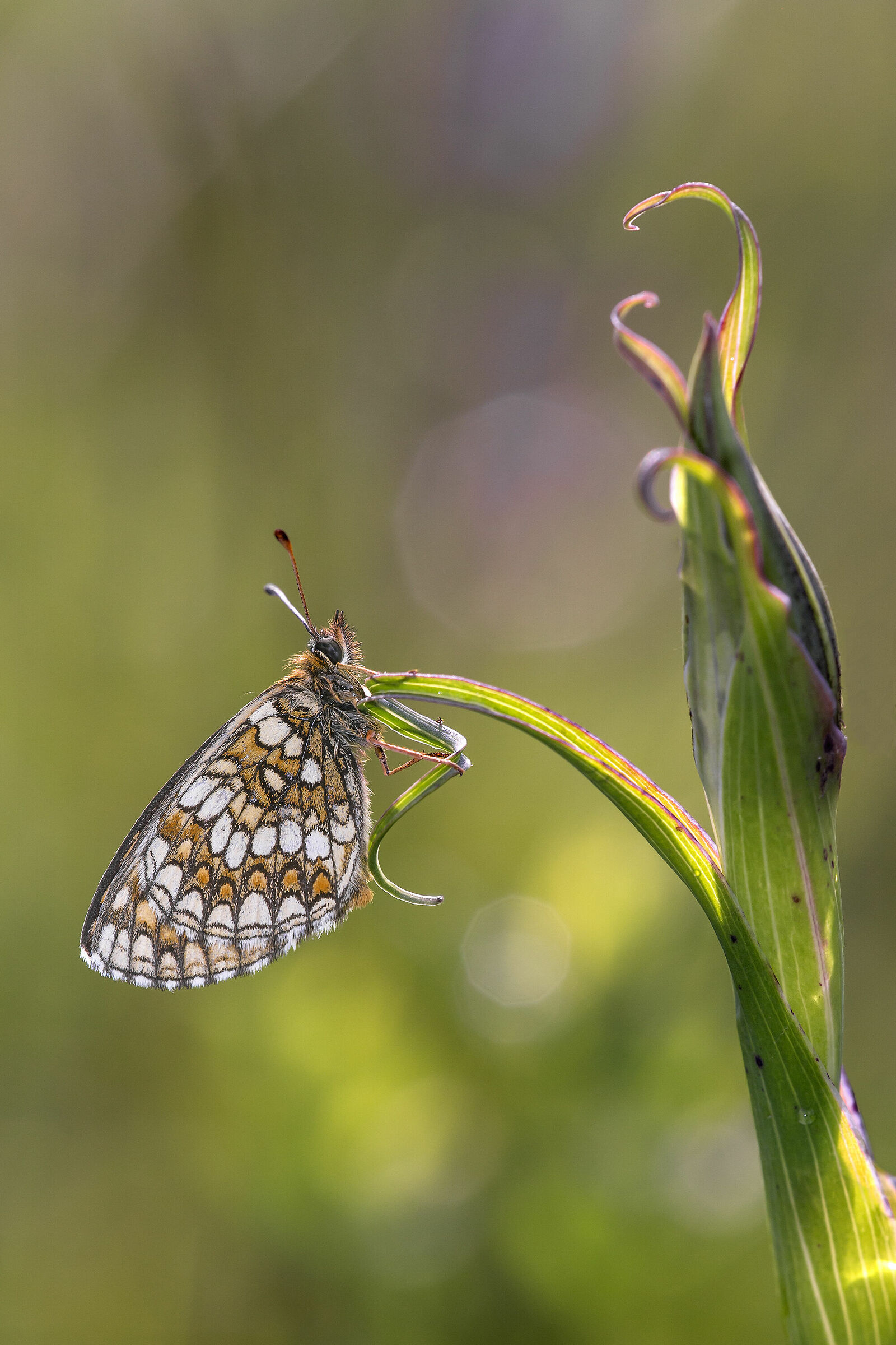 Melitea athalia