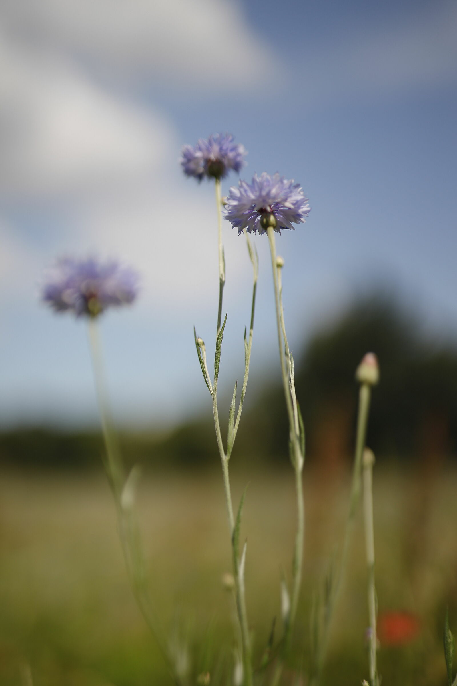 Cornflowers