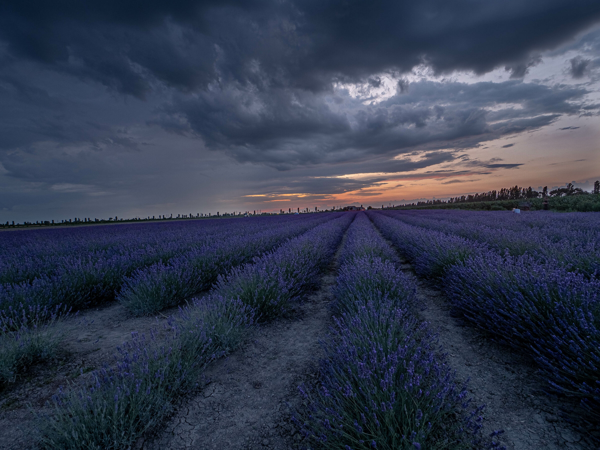 il campo di lavanda piu famoso d'Italia