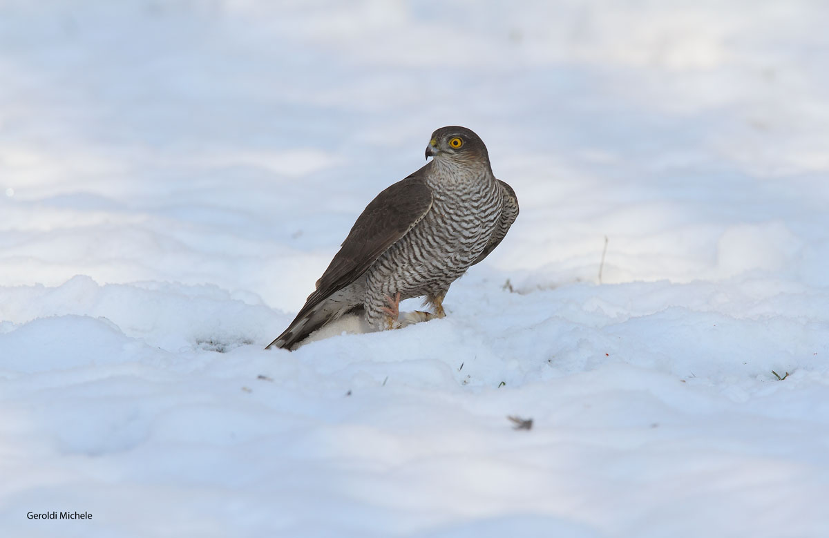 Sparviere nelle Neve