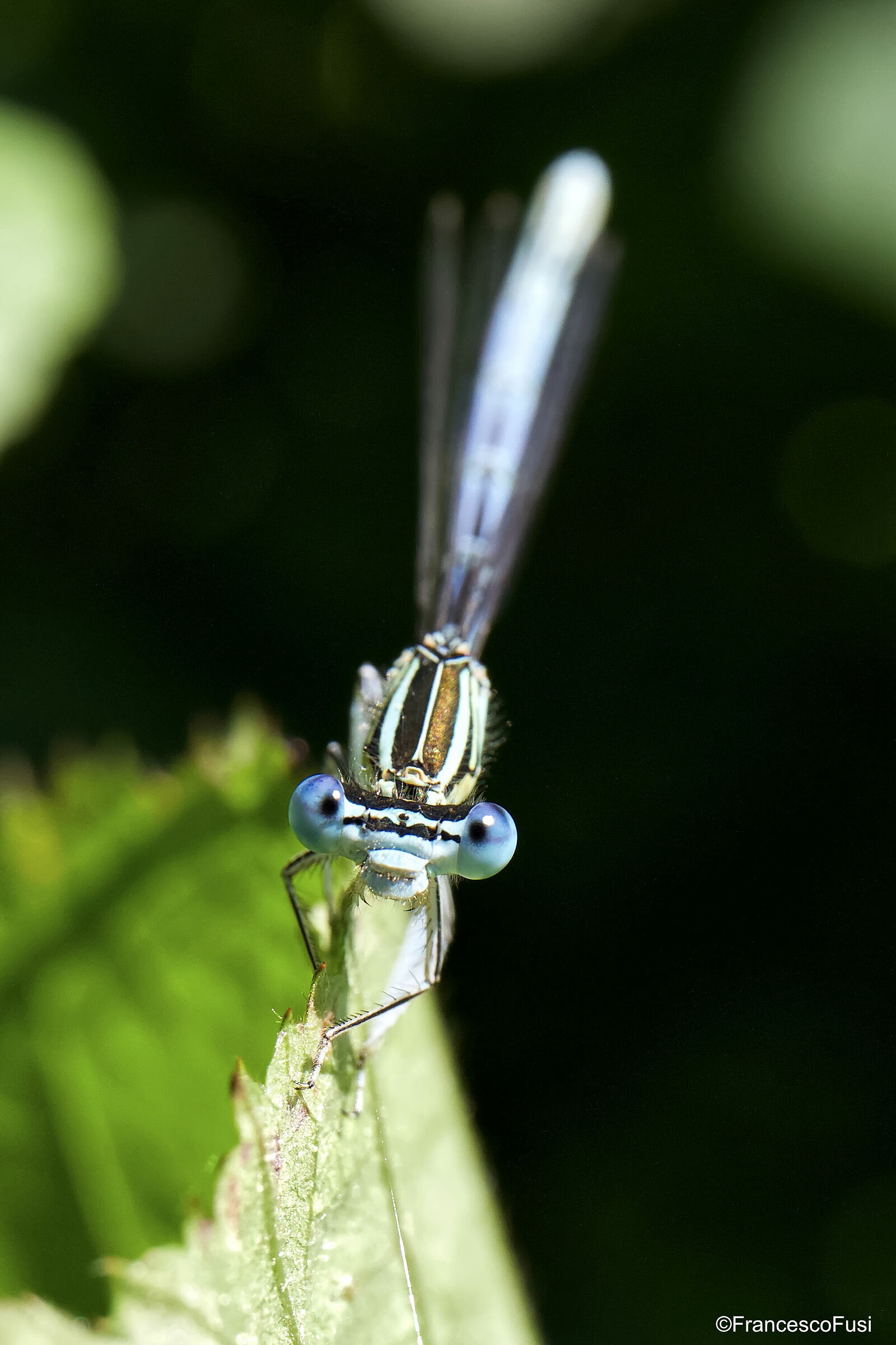 Damsel... F2F property