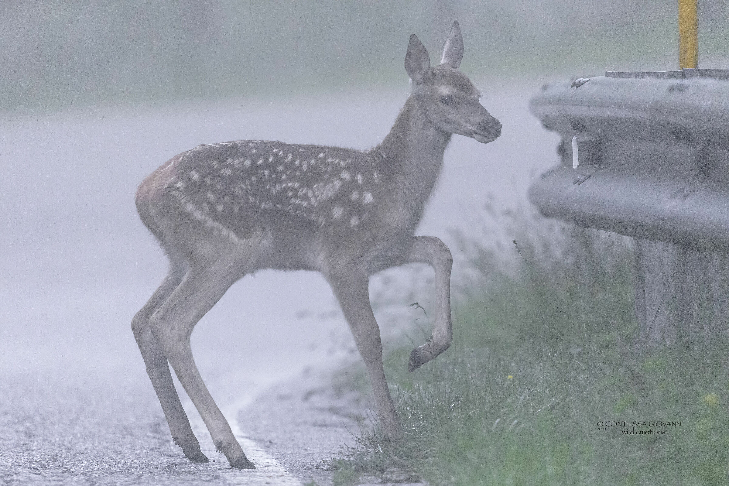 cucciolo di cervo nella nebbia