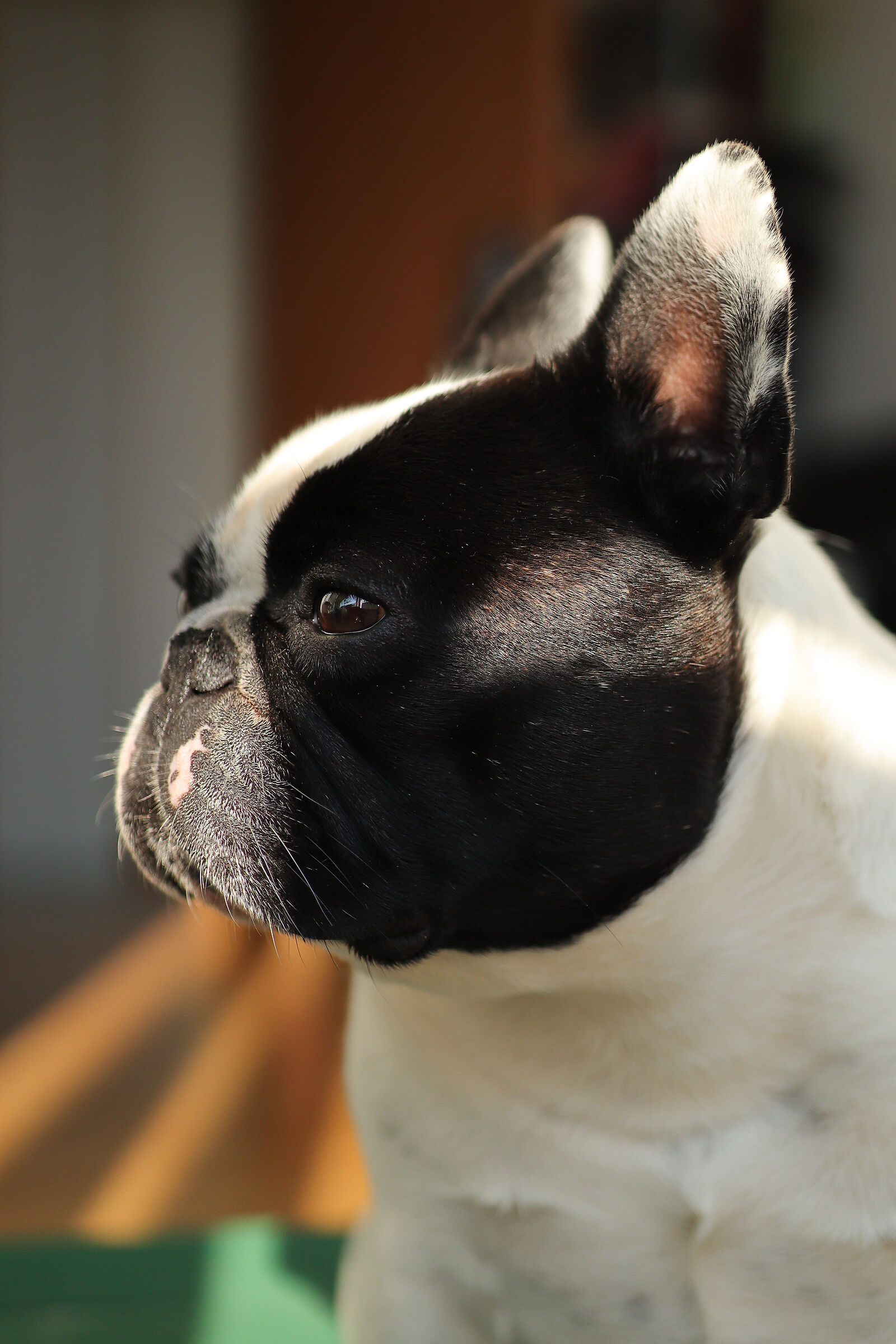 Un raggio di sole per te