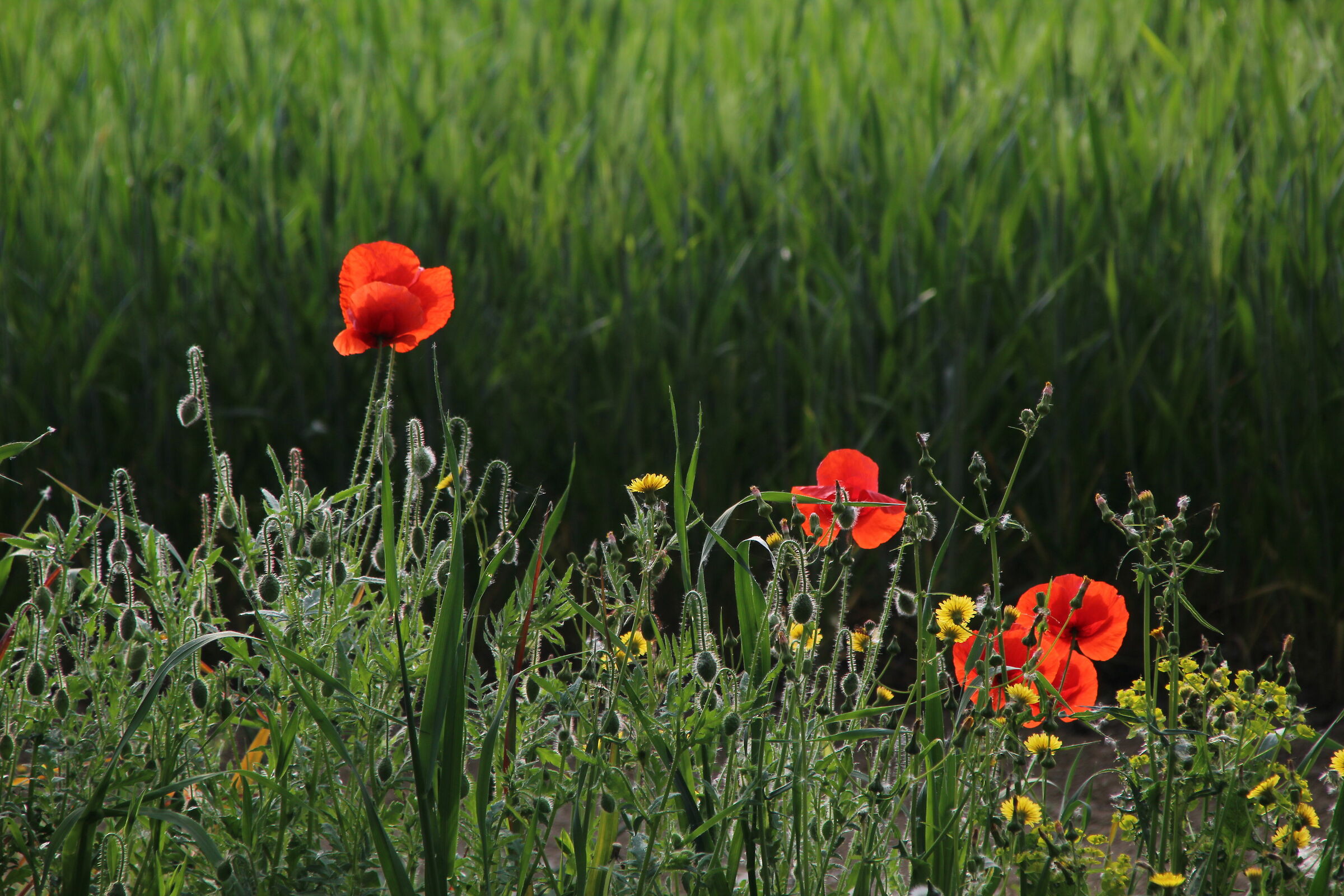 Papaveri in controluce