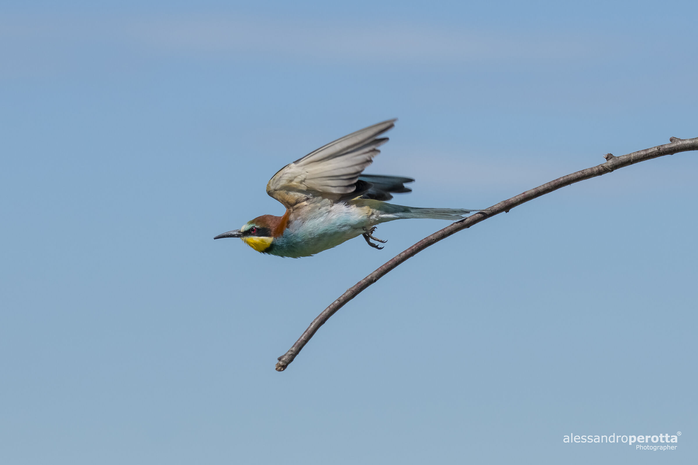Merops Apiaster