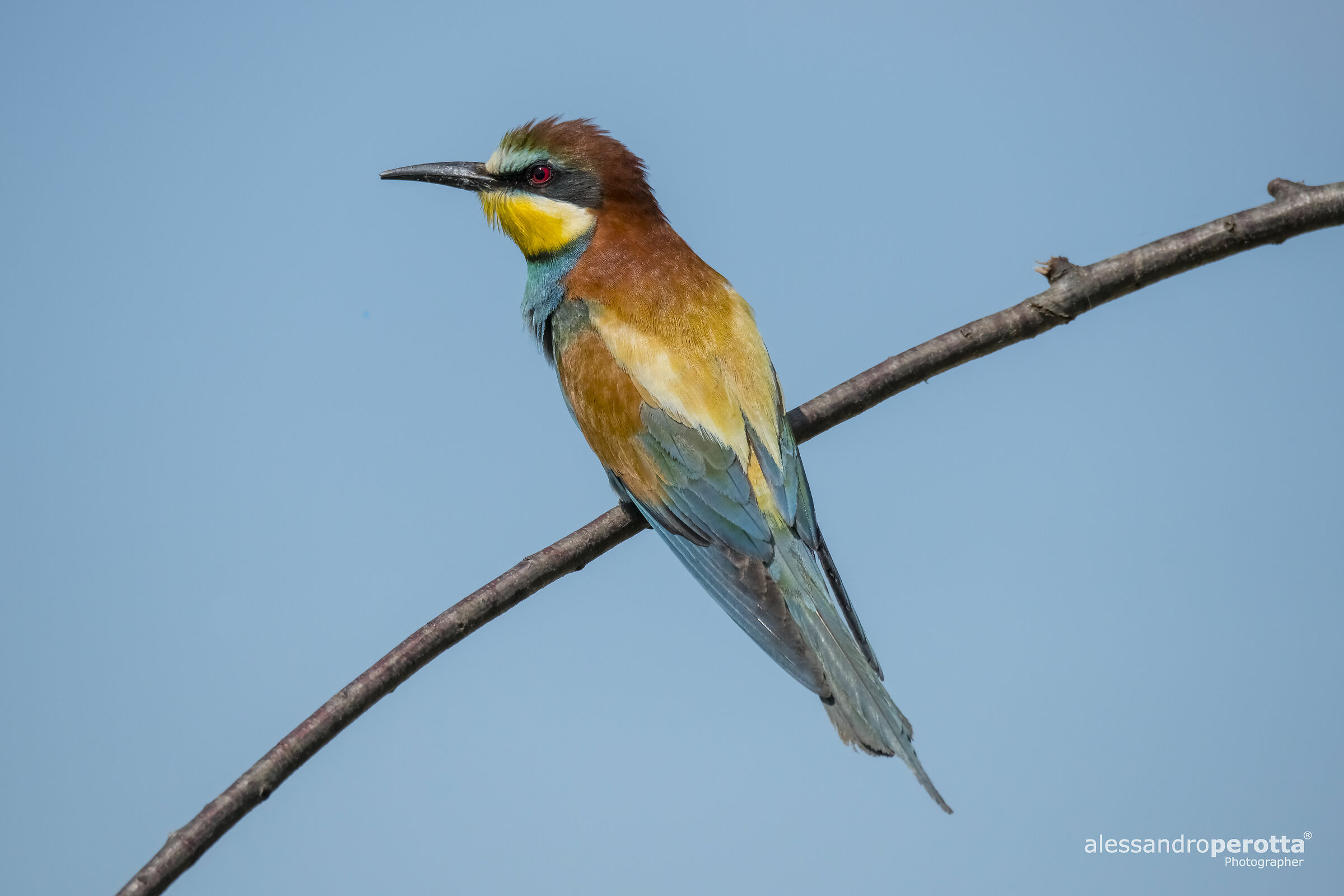 Merops Apiaster