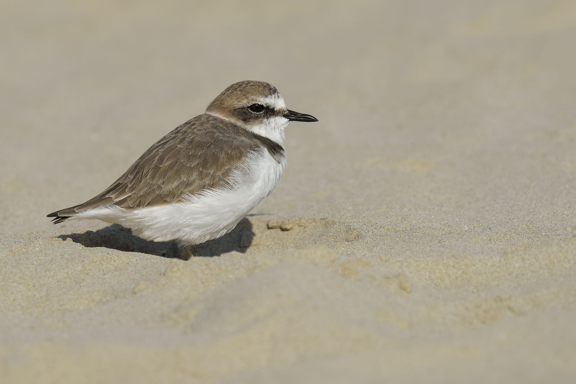 Fratino (Charadrius alexandrinus)